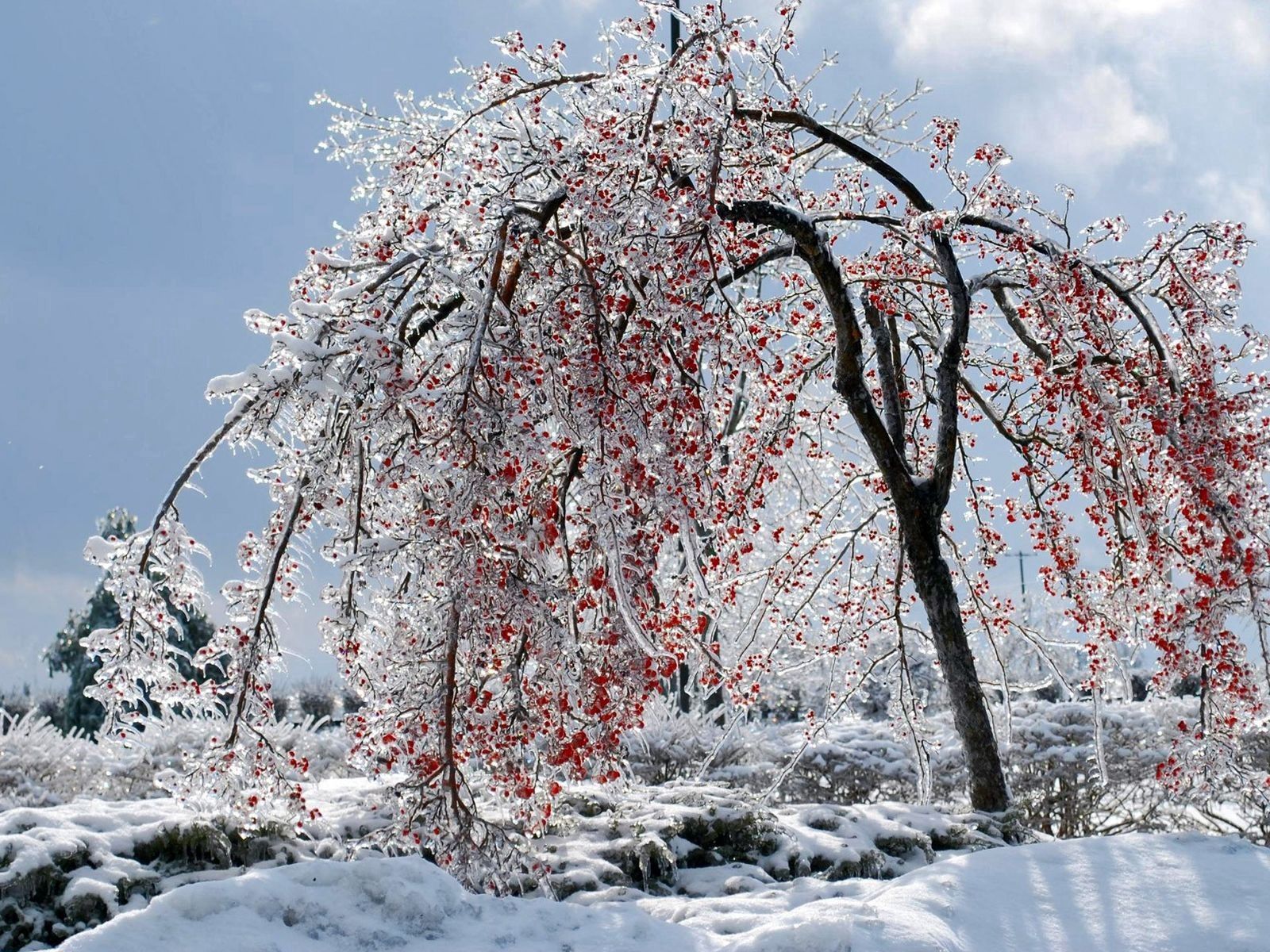 Скачать картинку Дерево, Ветви, Снег, Плоды, Лед, Природа в телефон бесплатно.
