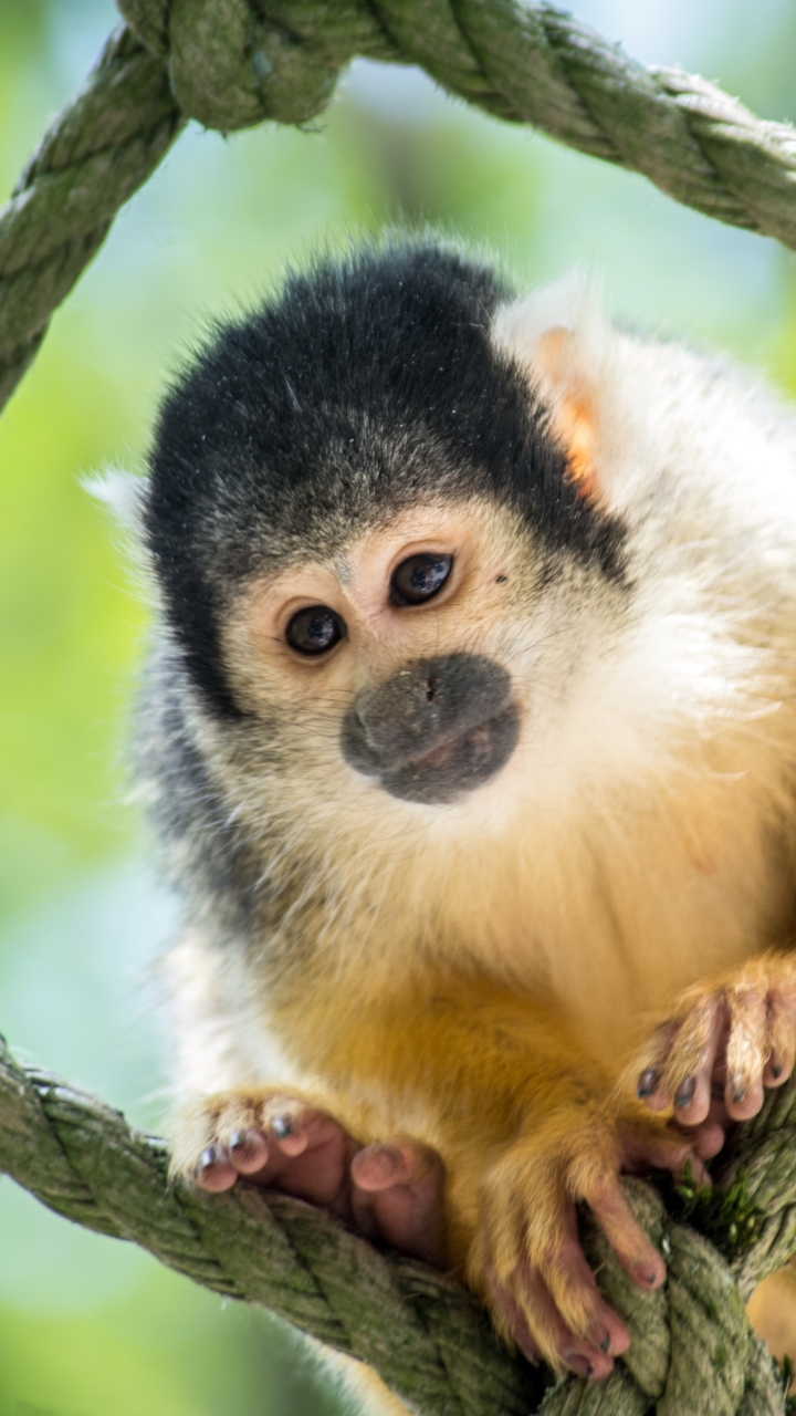 Download mobile wallpaper Monkeys, Monkey, Animal, Baby Animal for free.