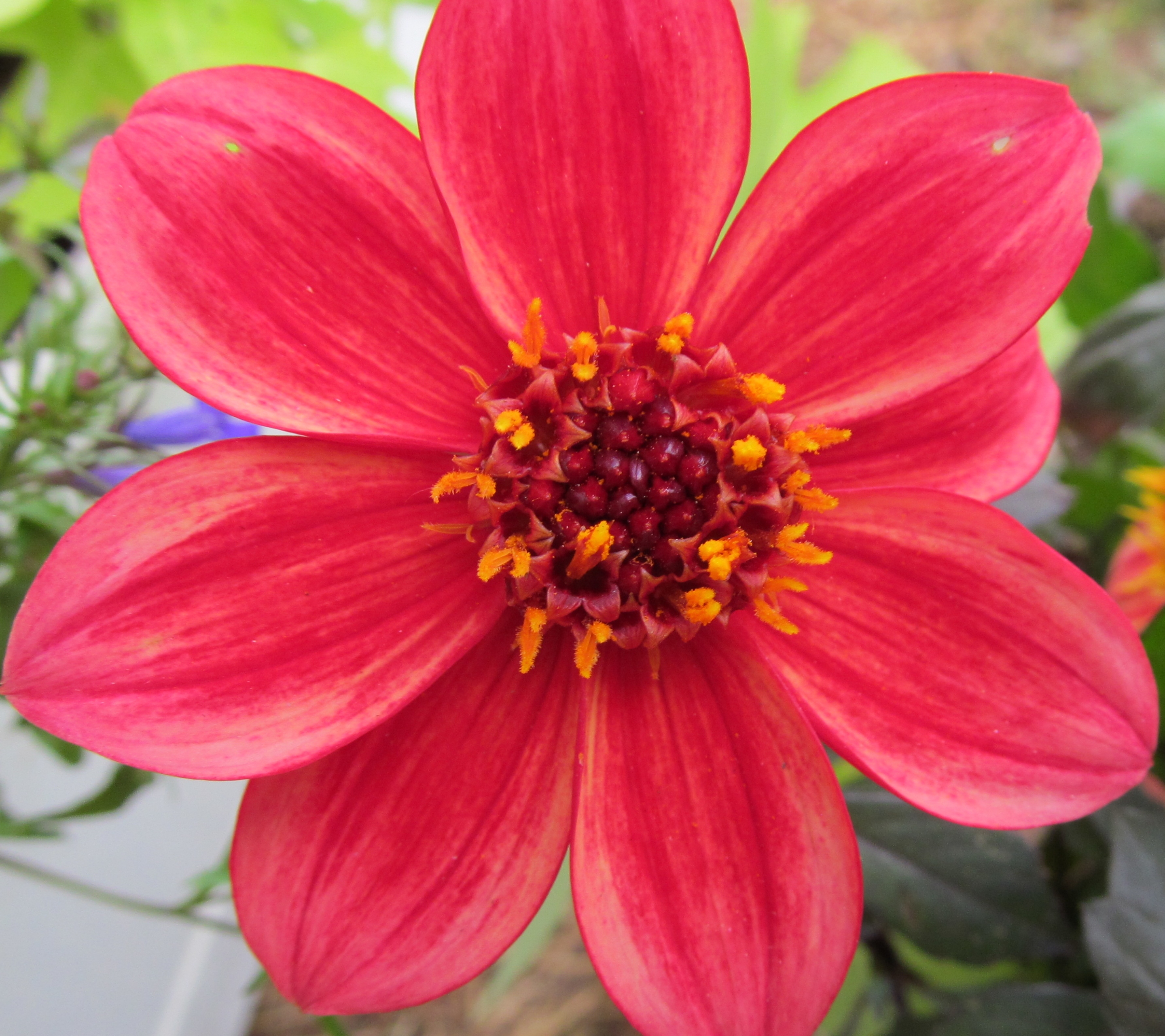 Téléchargez gratuitement l'image Fleurs, Fleur, Terre/nature sur le bureau de votre PC