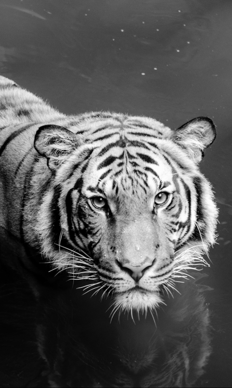 Descarga gratuita de fondo de pantalla para móvil de Animales, Gatos, Tigre Blanco.