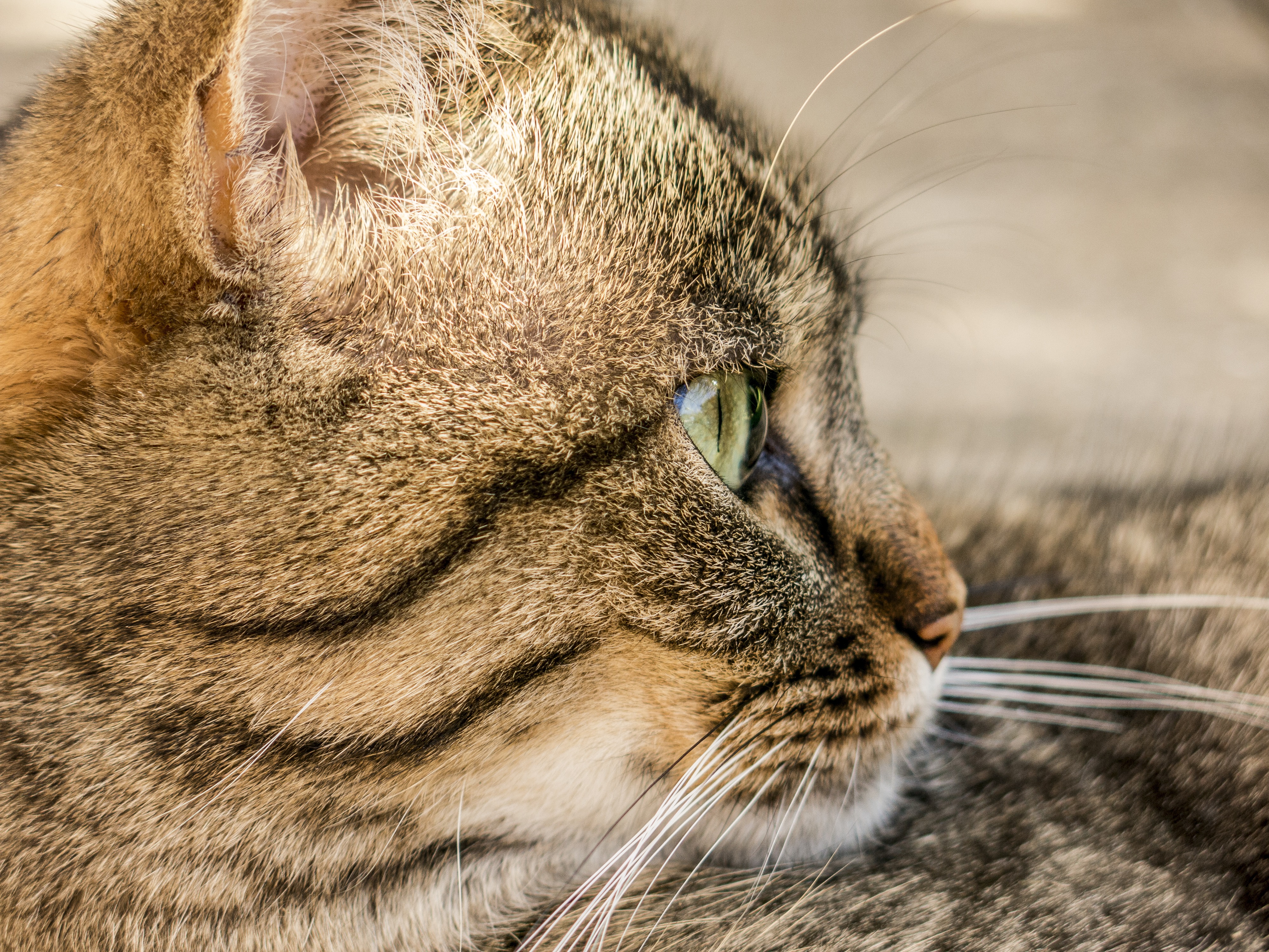 Baixar papel de parede para celular de Animais, Gatos, Gato, Fechar Se gratuito.