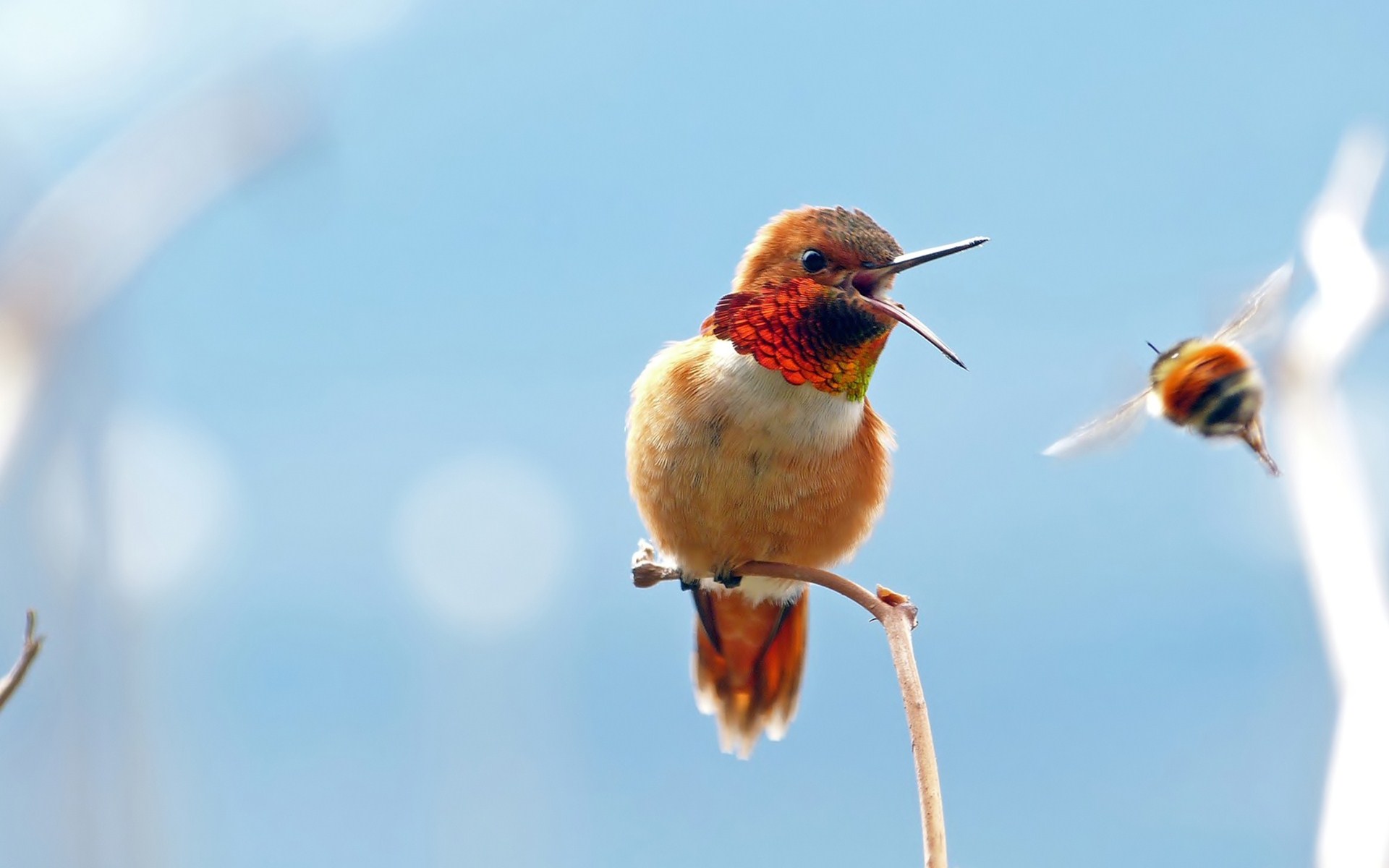 Baixar papel de parede para celular de Beija Flor, Pássaro, Aves, Animais gratuito.