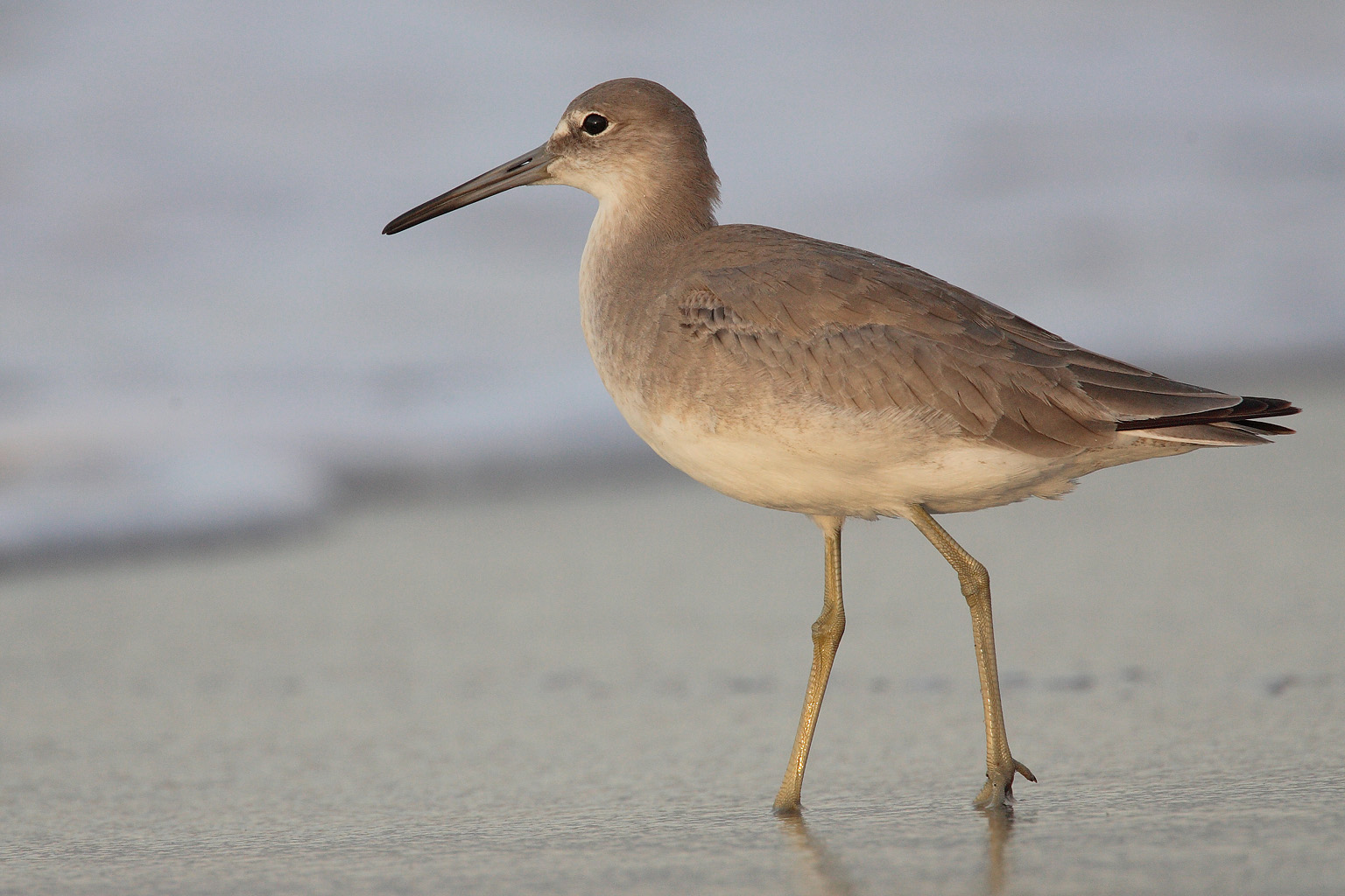 Free download wallpaper Birds, Bird, Animal on your PC desktop