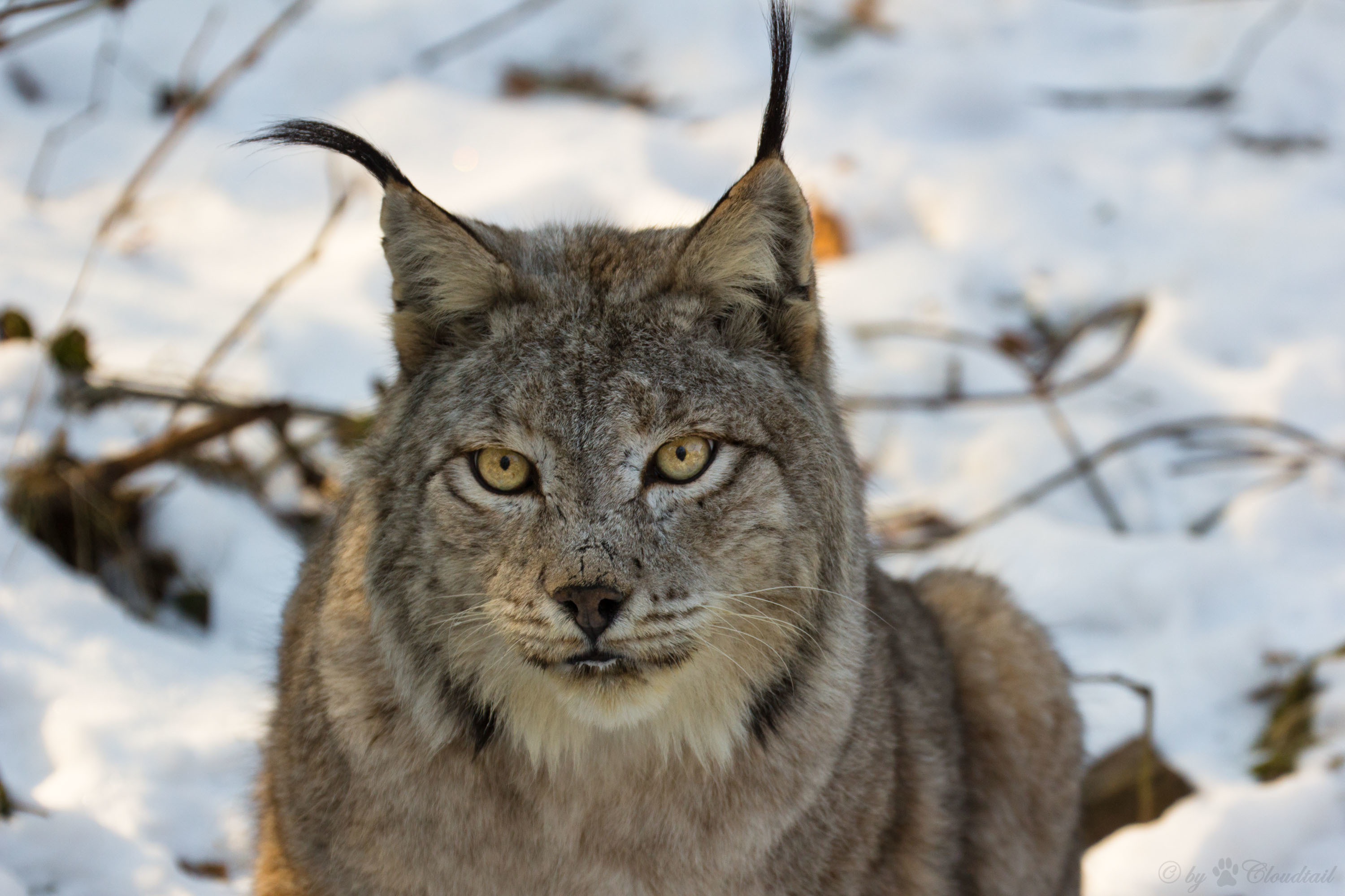 Téléchargez des papiers peints mobile Animaux, Hiver, Chats, Lynx gratuitement.