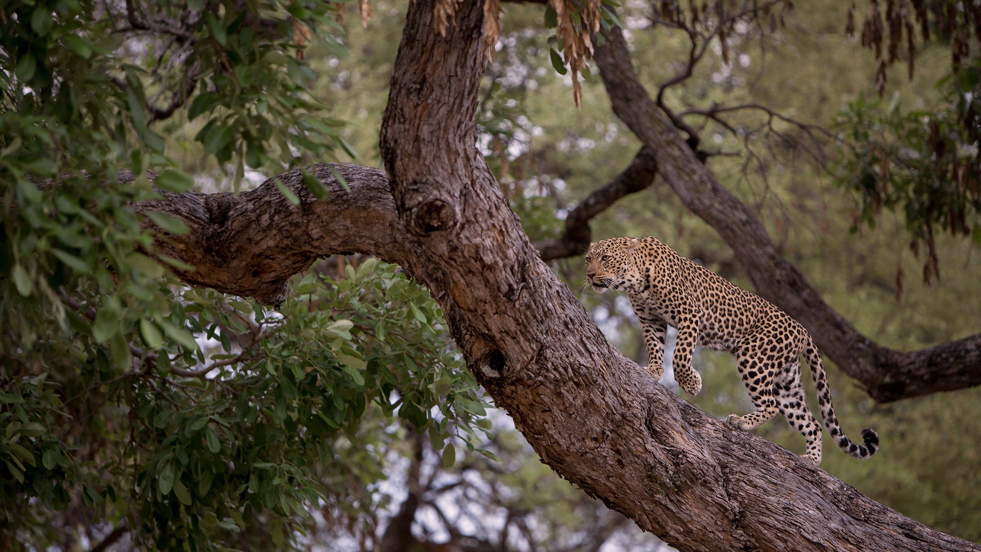 Handy-Wallpaper Leopard, Katzen, Tiere kostenlos herunterladen.