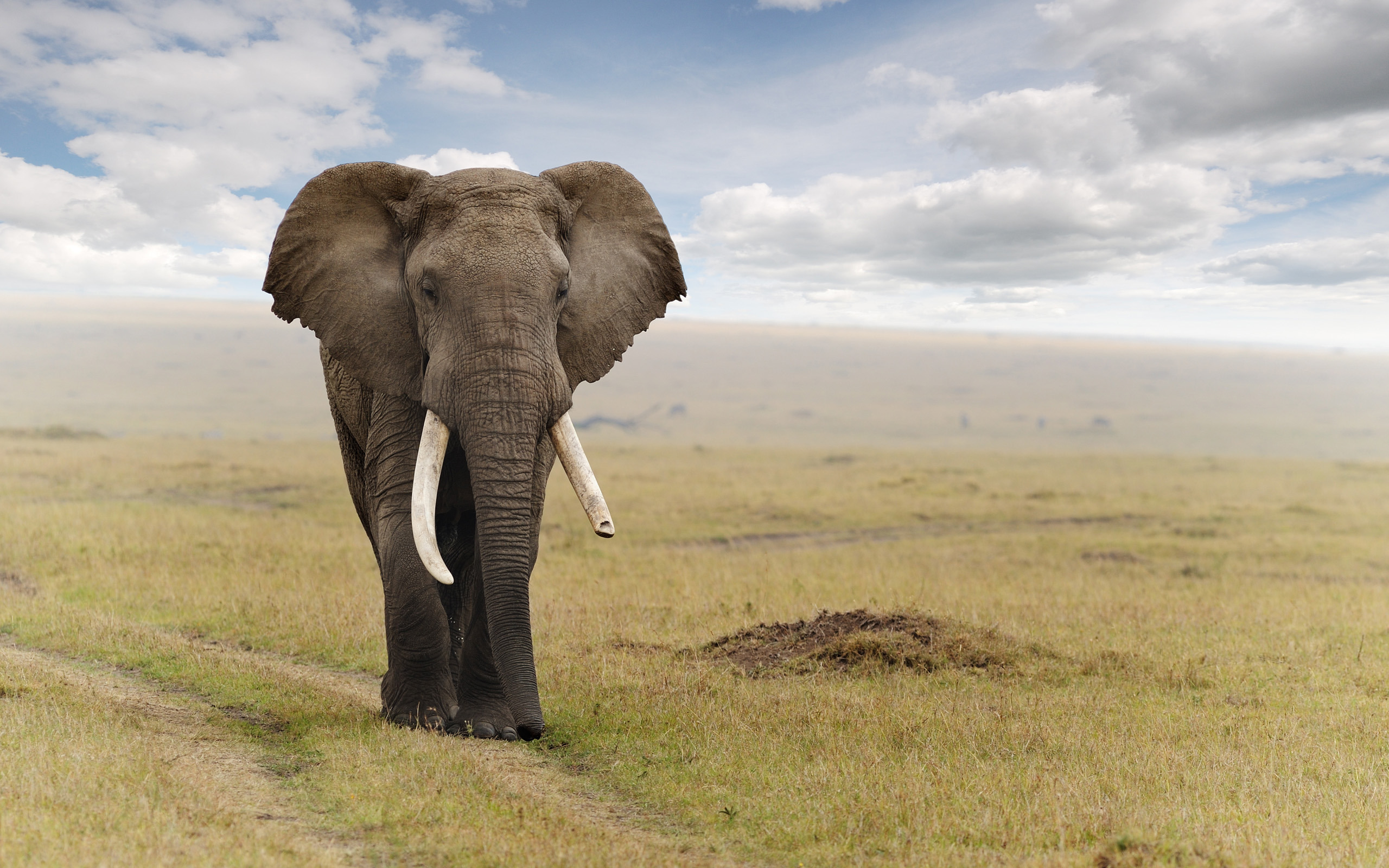 280998 завантажити картинку тварина, африканський чагарниковий слон, слони - шпалери і заставки безкоштовно