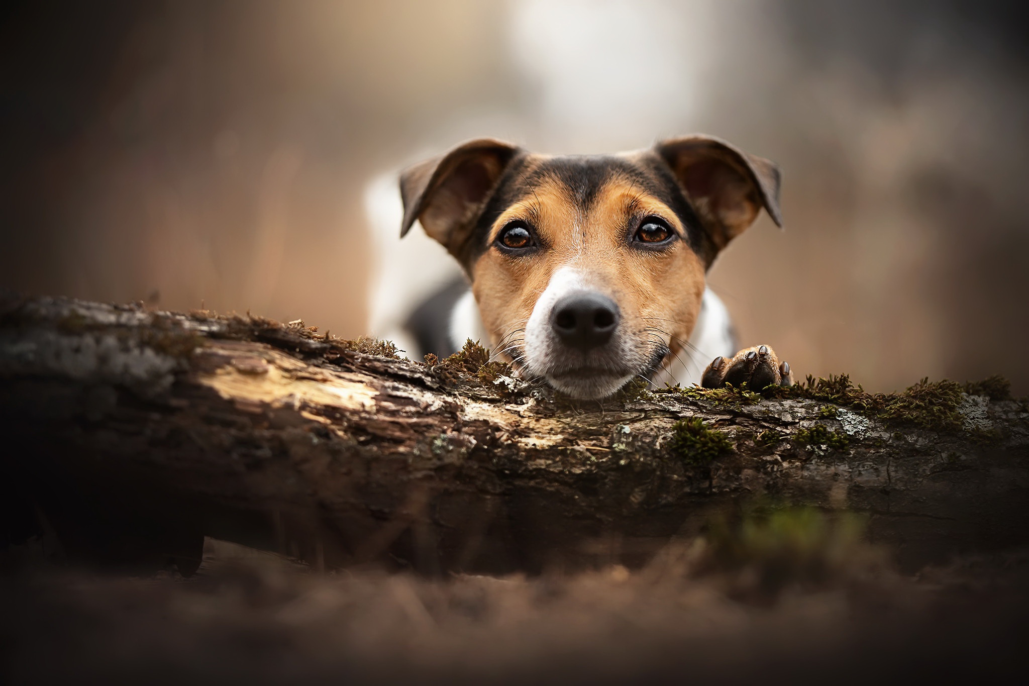 Handy-Wallpaper Tiere, Hunde, Hund, Starren kostenlos herunterladen.