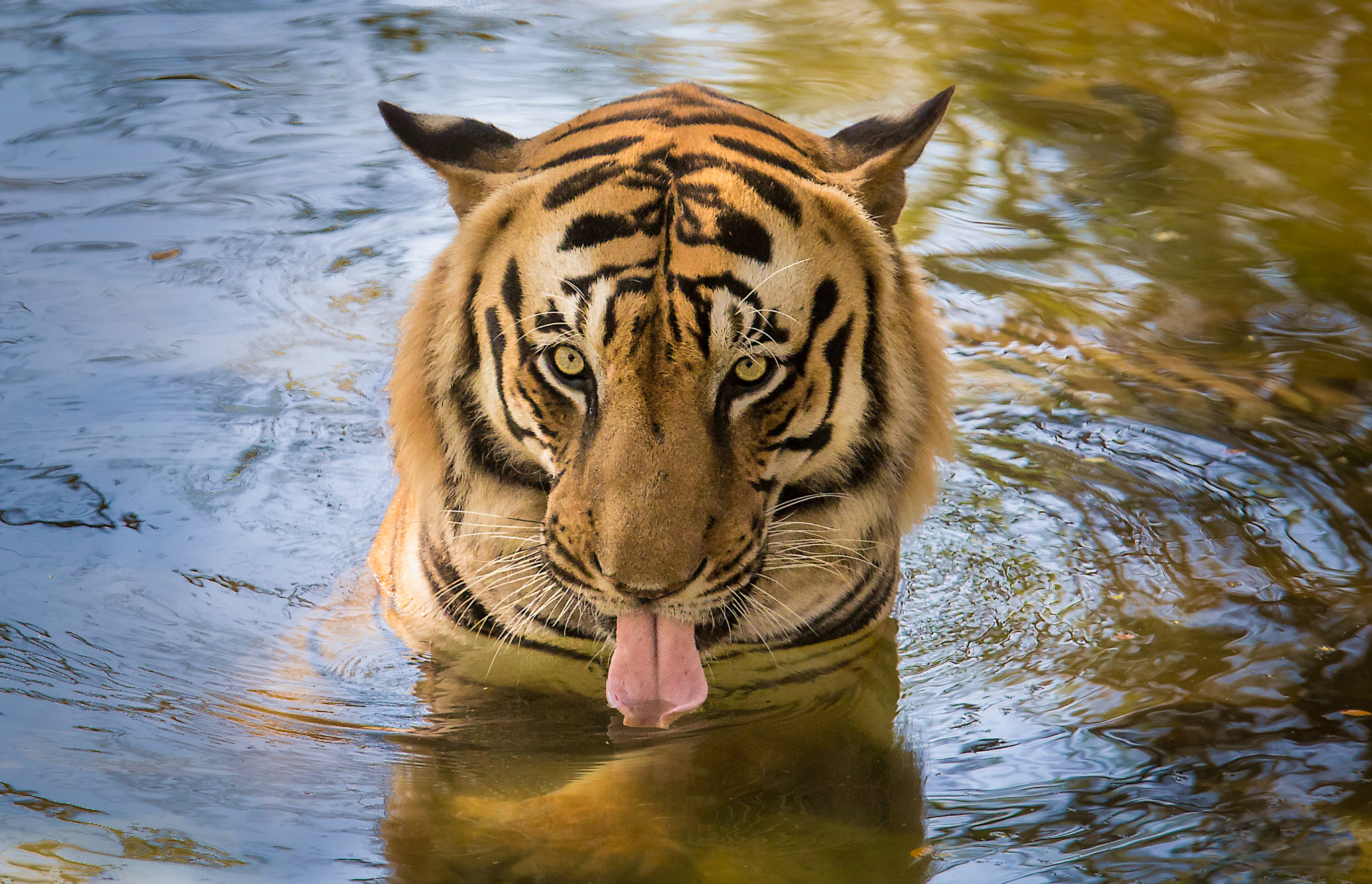 animals, water, predator, tiger, language, tongue