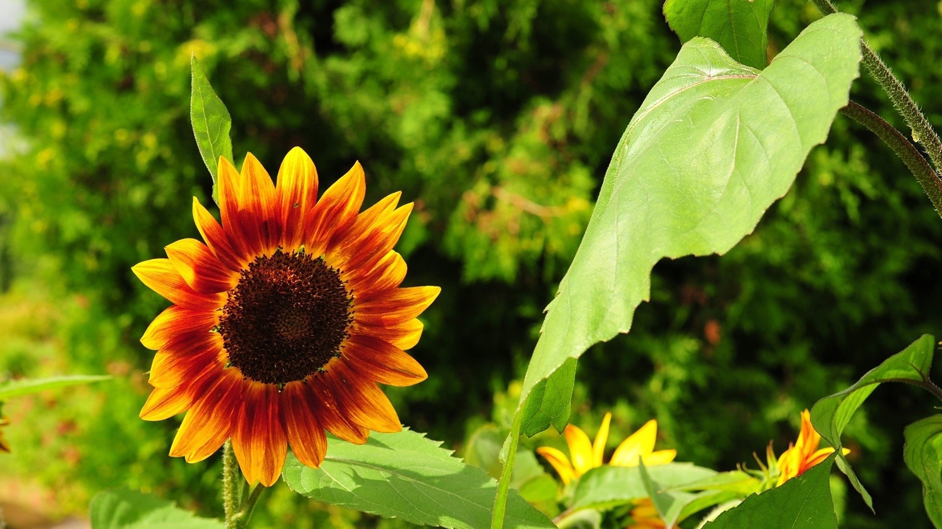 Téléchargez gratuitement l'image Fleurs, Fleur, Tournesol, Terre/nature sur le bureau de votre PC