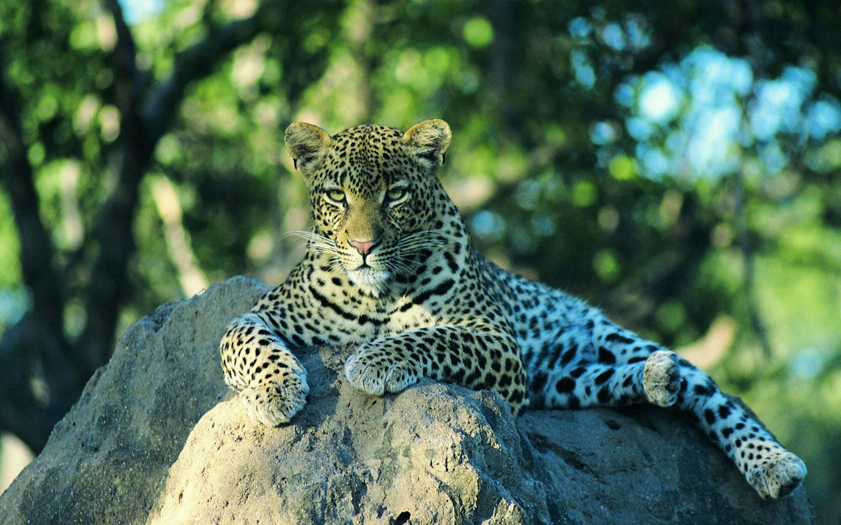 138089 Bild herunterladen tiere, leopard, sich hinlegen, liegen, stein, ein stein - Hintergrundbilder und Bildschirmschoner kostenlos