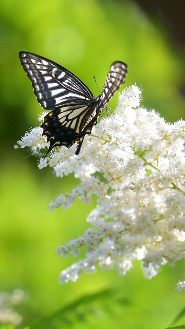 無料モバイル壁紙動物, 蝶, 花, 白い花をダウンロードします。