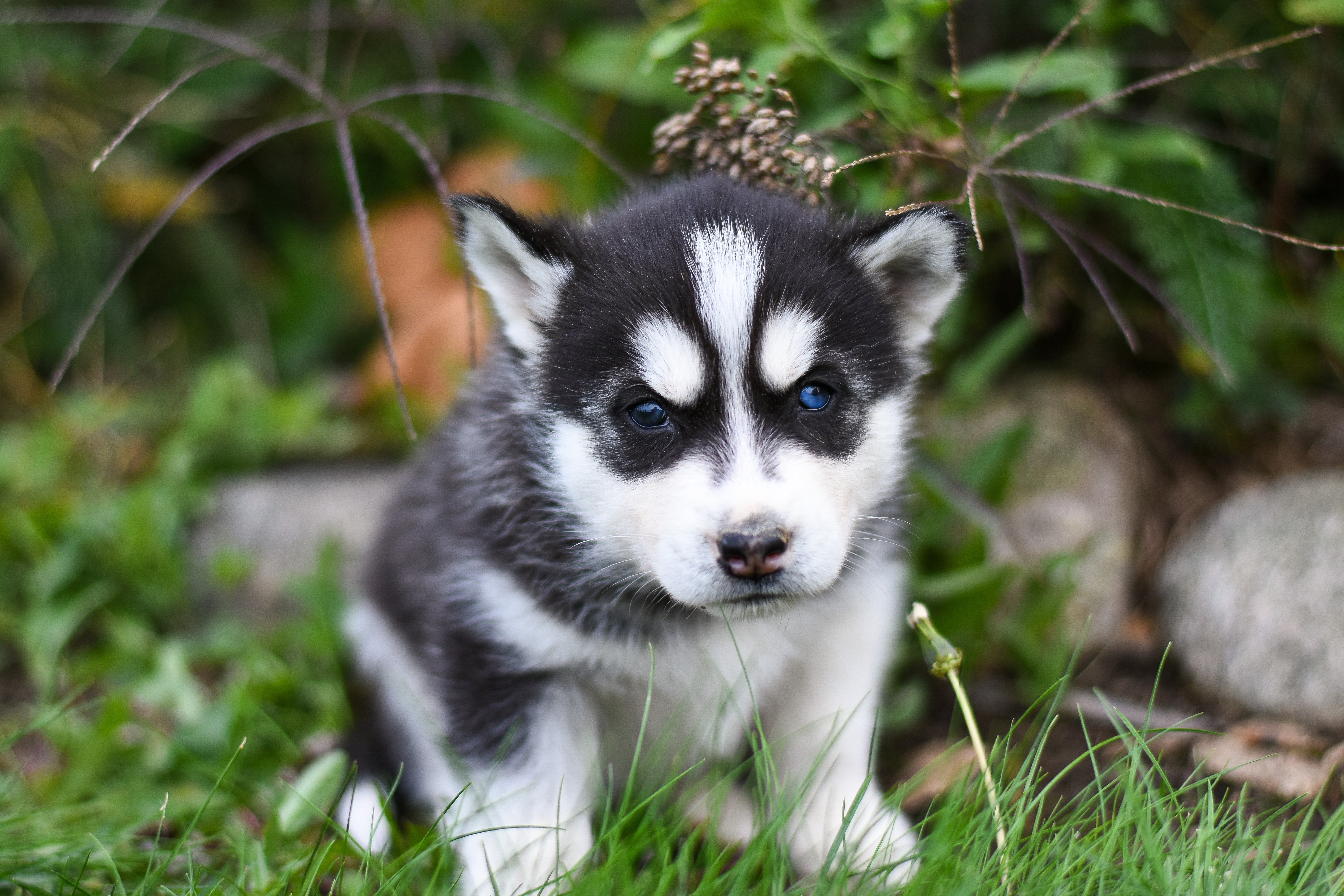 PCデスクトップに動物, 犬, 子犬, ハスキー, シベリアンハスキー, 赤ちゃん動物画像を無料でダウンロード