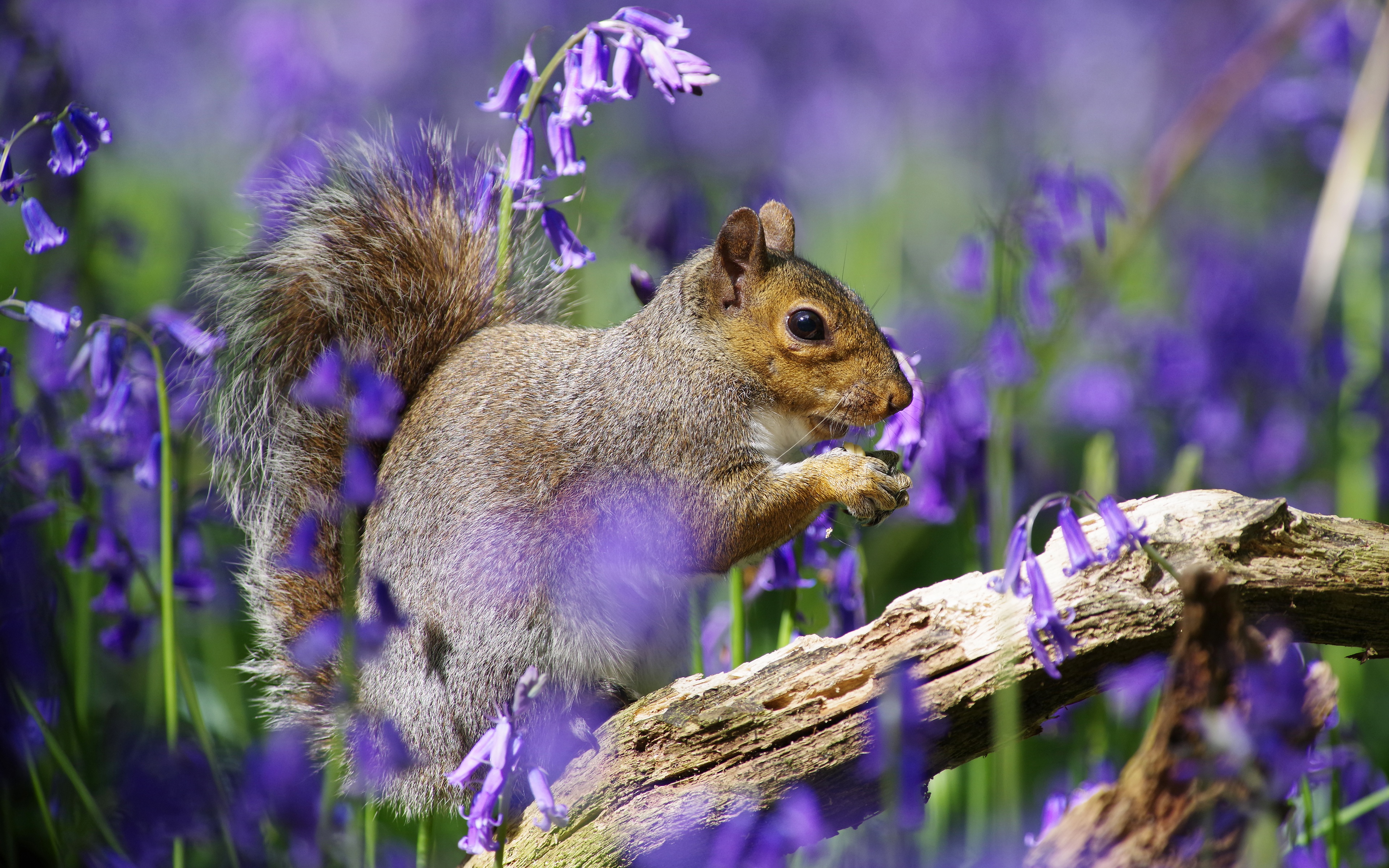 PCデスクトップに動物, リス, 花, 齧歯類, 紫色の花画像を無料でダウンロード
