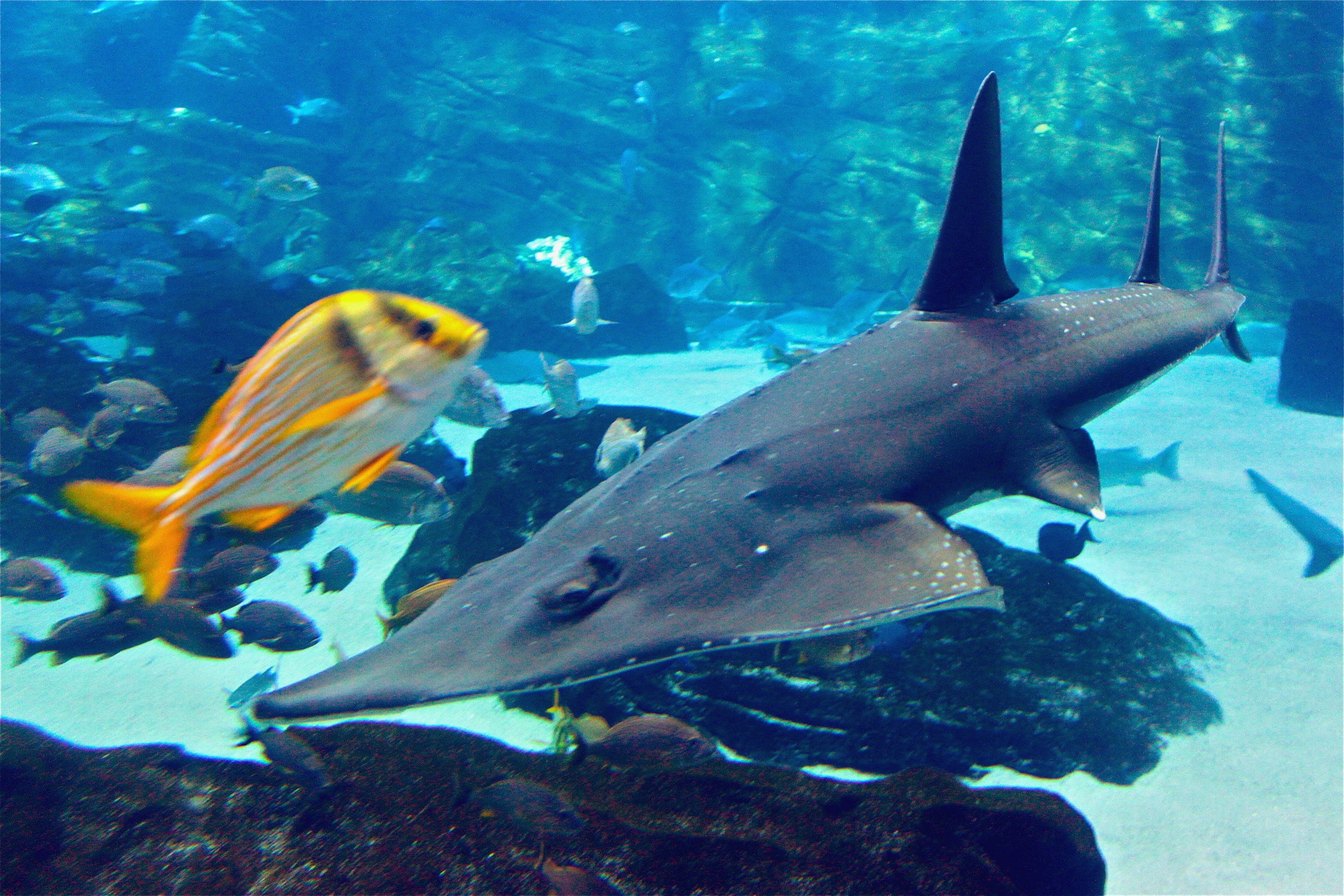 Best Shark Fin Guitarfish Background for mobile