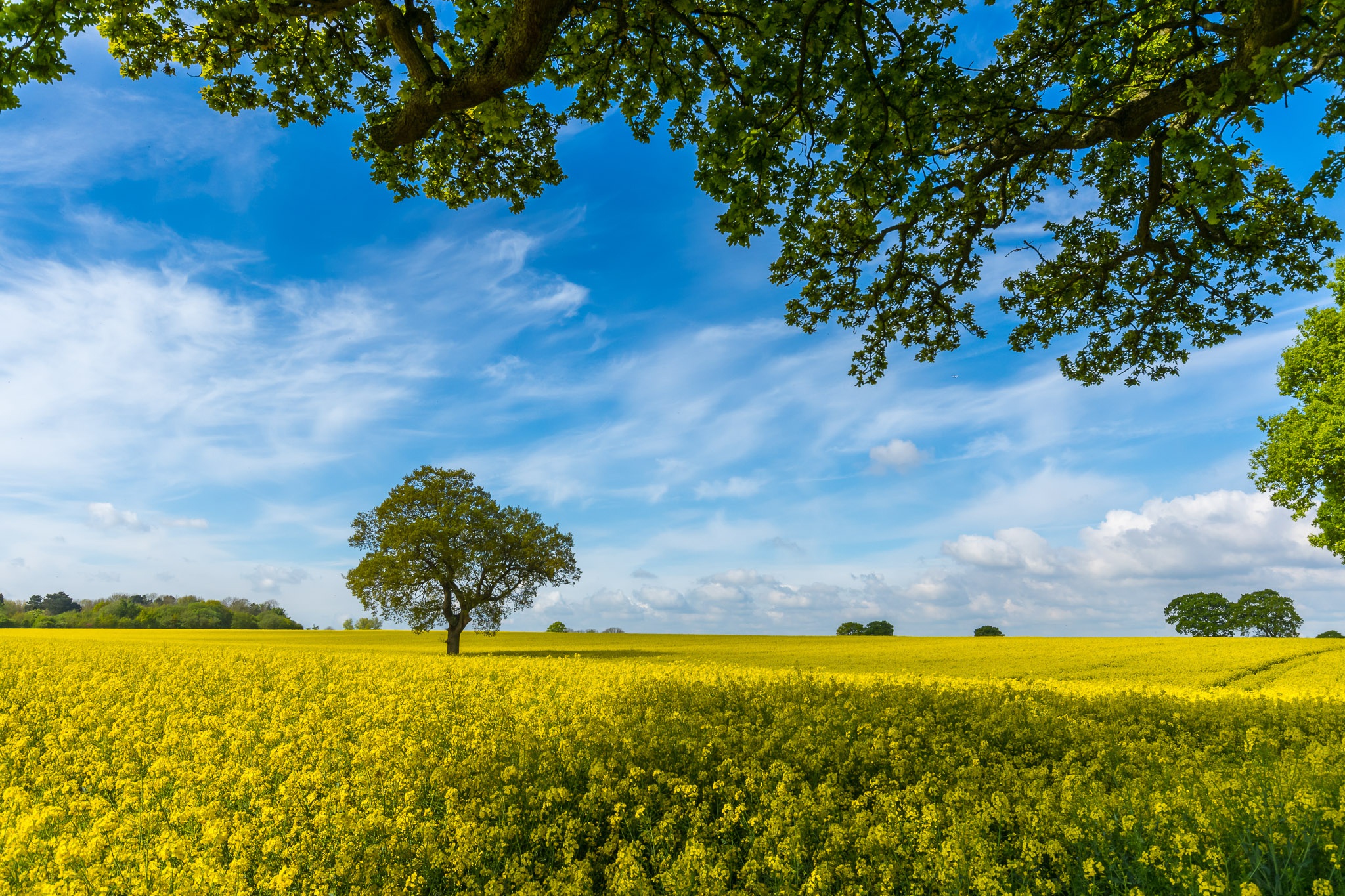 Download mobile wallpaper Sky, Flower, Earth, Field, Yellow Flower, Rapeseed for free.