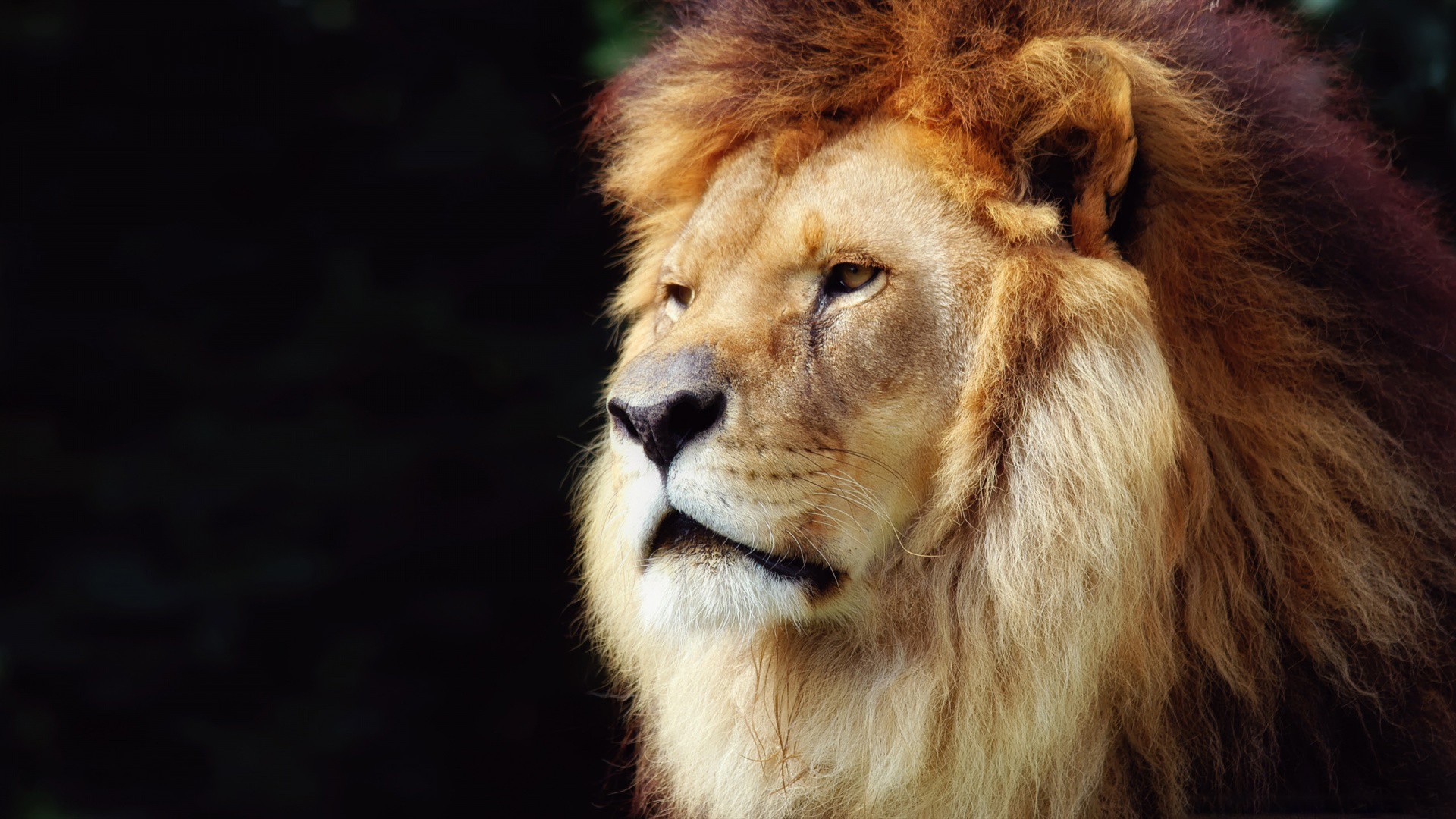 Free download wallpaper Lion, Cats, Animal on your PC desktop