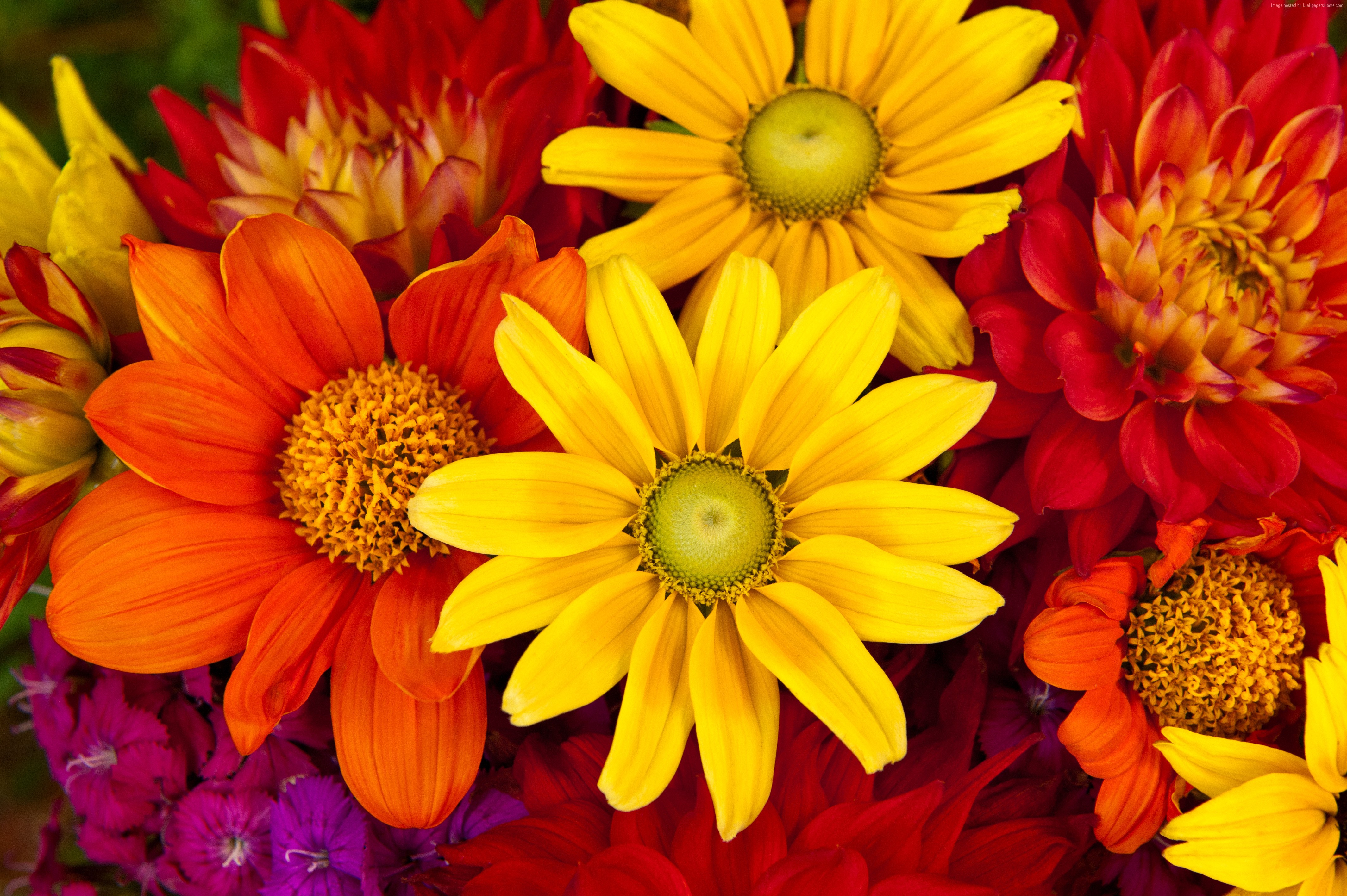 Téléchargez gratuitement l'image Fleurs, Fleur, Gerbera, Marguerite, Dahlia, Fleur Jaune, Fleur Mauve, Fleur Rouge, Terre/nature, Fleur D'oranger sur le bureau de votre PC