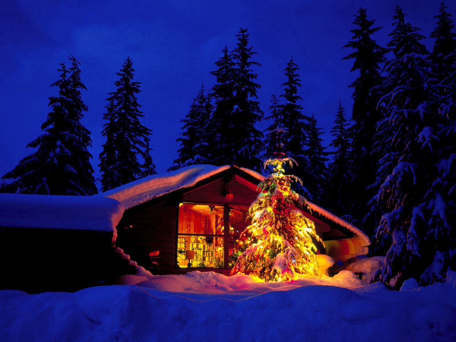 christmas, view, christmas tree, holidays, new year, lights, house, window HD wallpaper