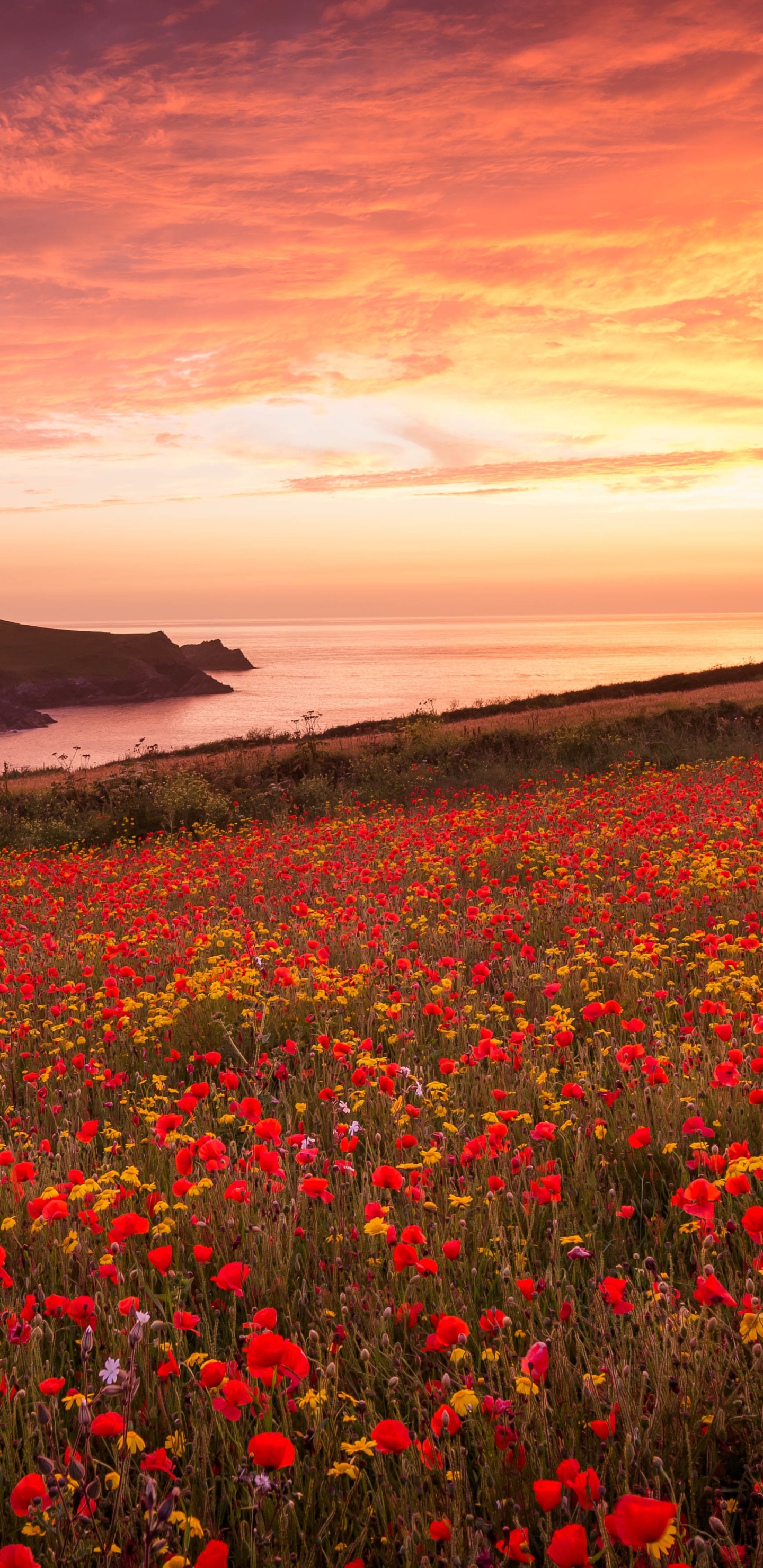 Téléchargez des papiers peints mobile Fleurs, Coucher De Soleil, Été, Horizon, Fleur, Coquelicot, Fleur Rouge, Terre/nature, Le Coucher Du Soleil gratuitement.