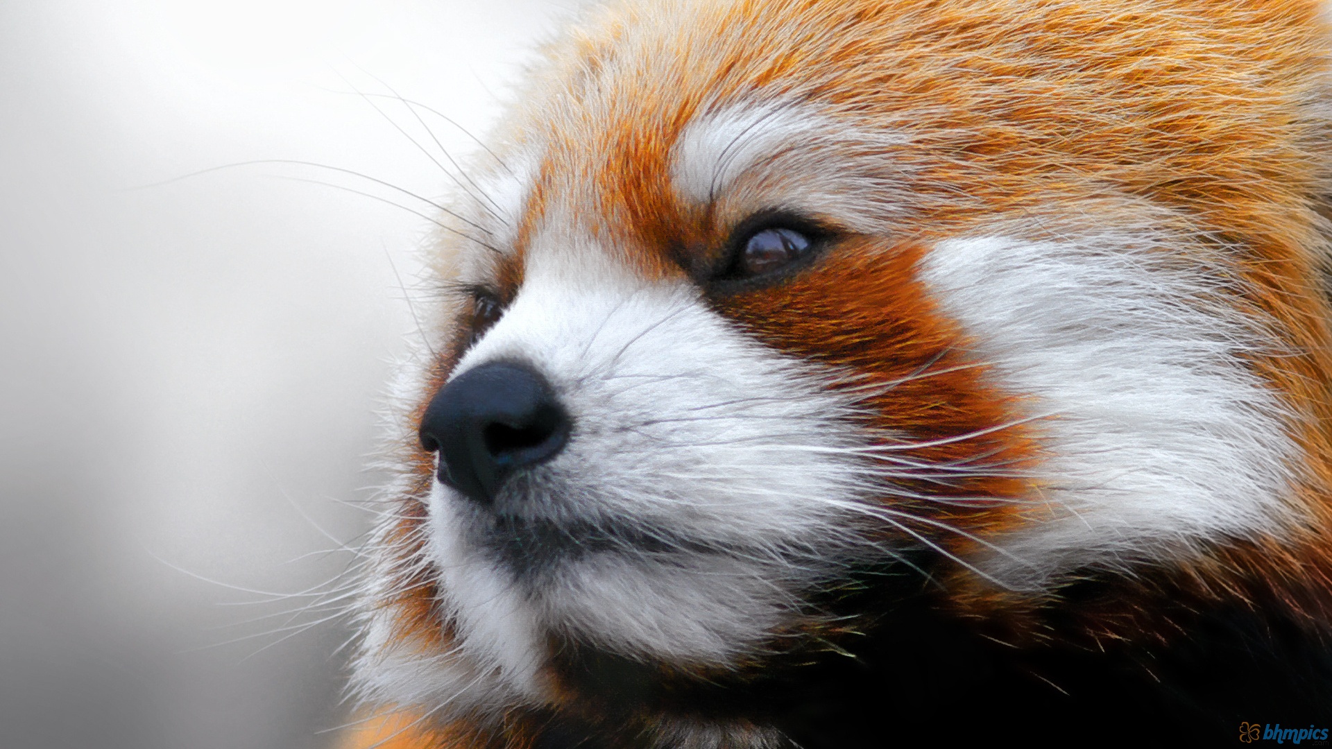 Téléchargez gratuitement l'image Animaux, Panda Roux sur le bureau de votre PC