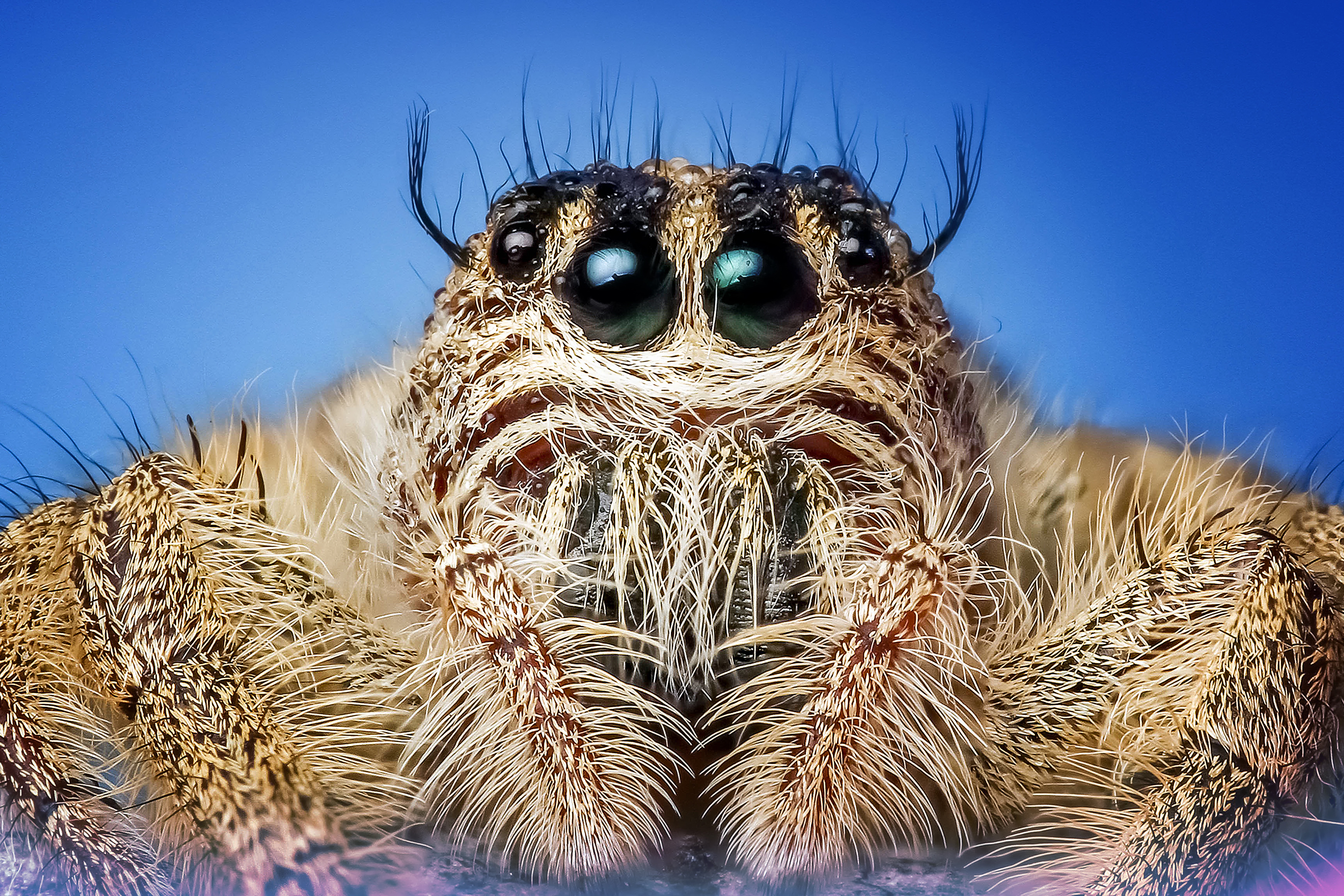 Download mobile wallpaper Macro, Spider, Insect, Eyes for free.