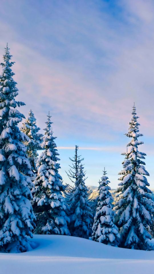 Handy-Wallpaper Winter, Schnee, Wald, Baum, Erde, Erde/natur kostenlos herunterladen.