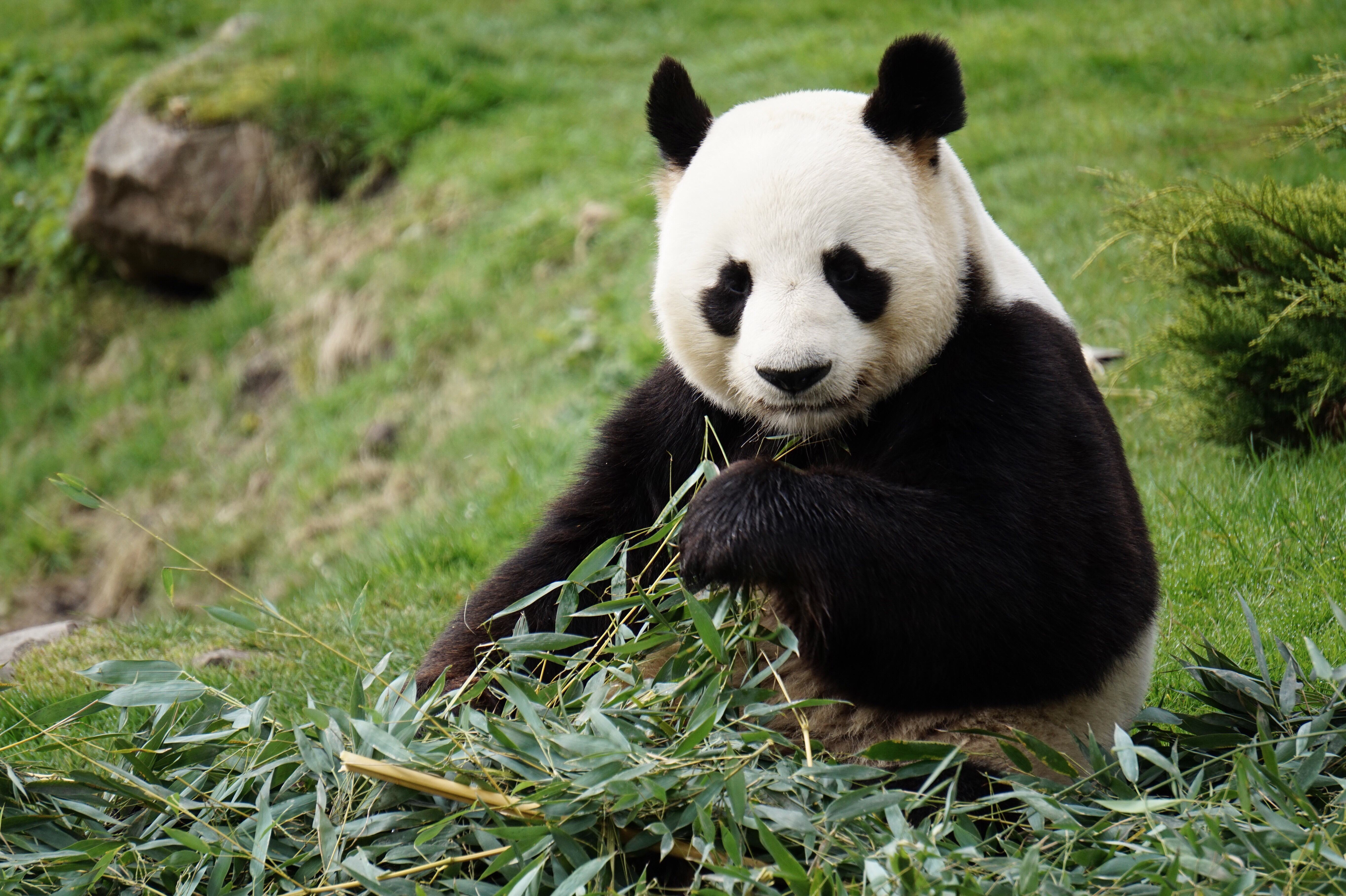 61752 завантажити шпалери тварини, тварина, кумедний, смішний, бамбук, панда - заставки і картинки безкоштовно