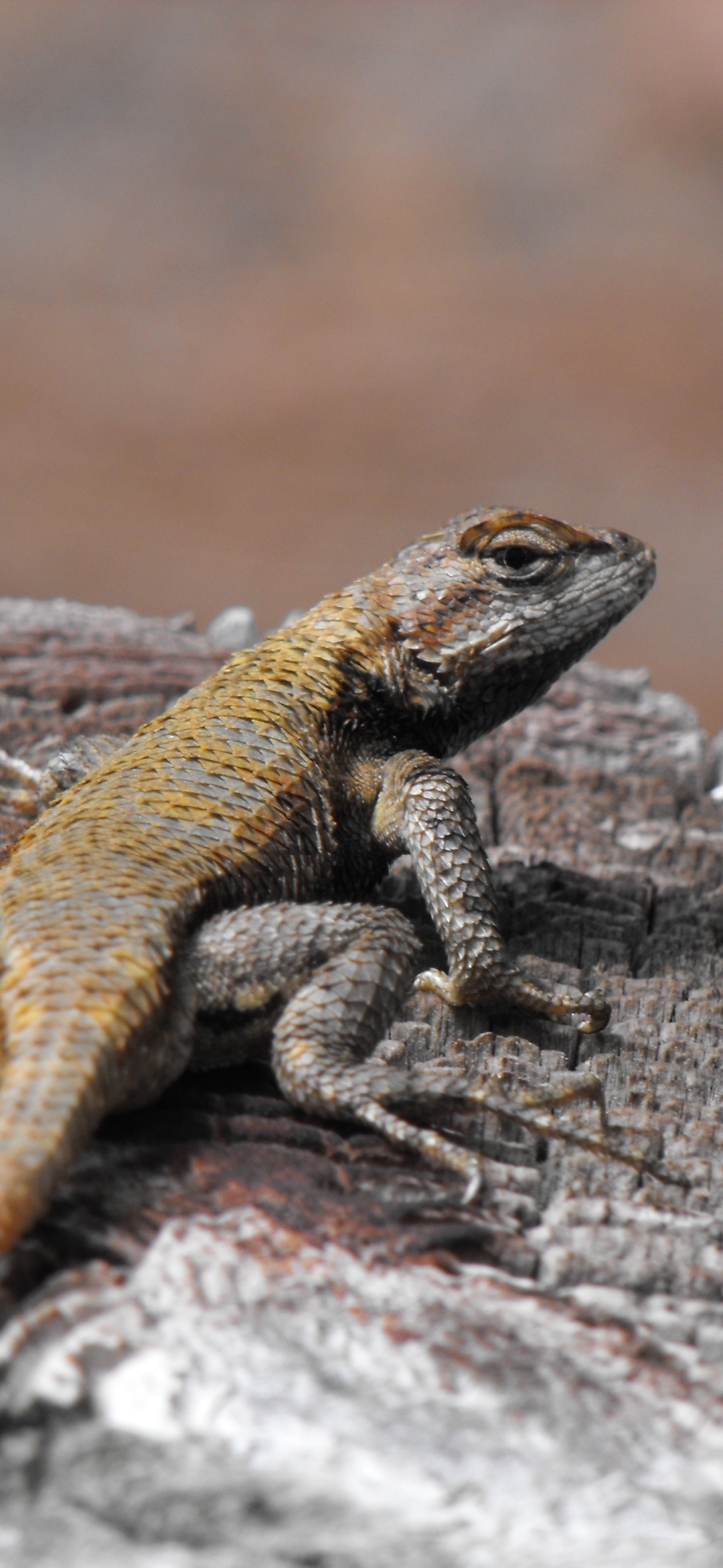 Download mobile wallpaper Animal, Lizard, Reptile, Reptiles for free.