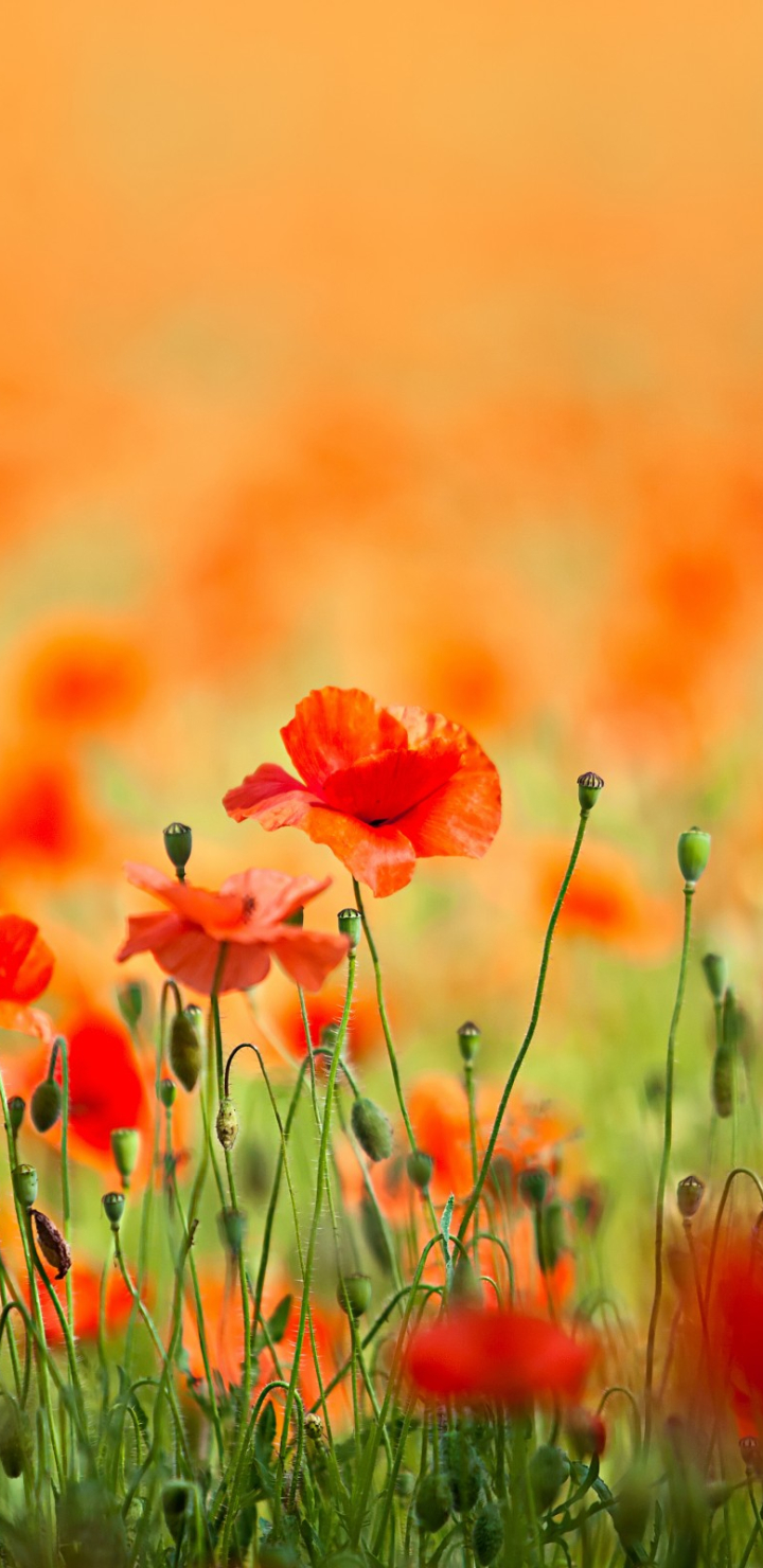 Handy-Wallpaper Blumen, Mohn, Erde/natur kostenlos herunterladen.