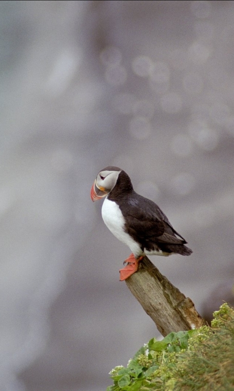 Download mobile wallpaper Birds, Bird, Animal, Puffin for free.