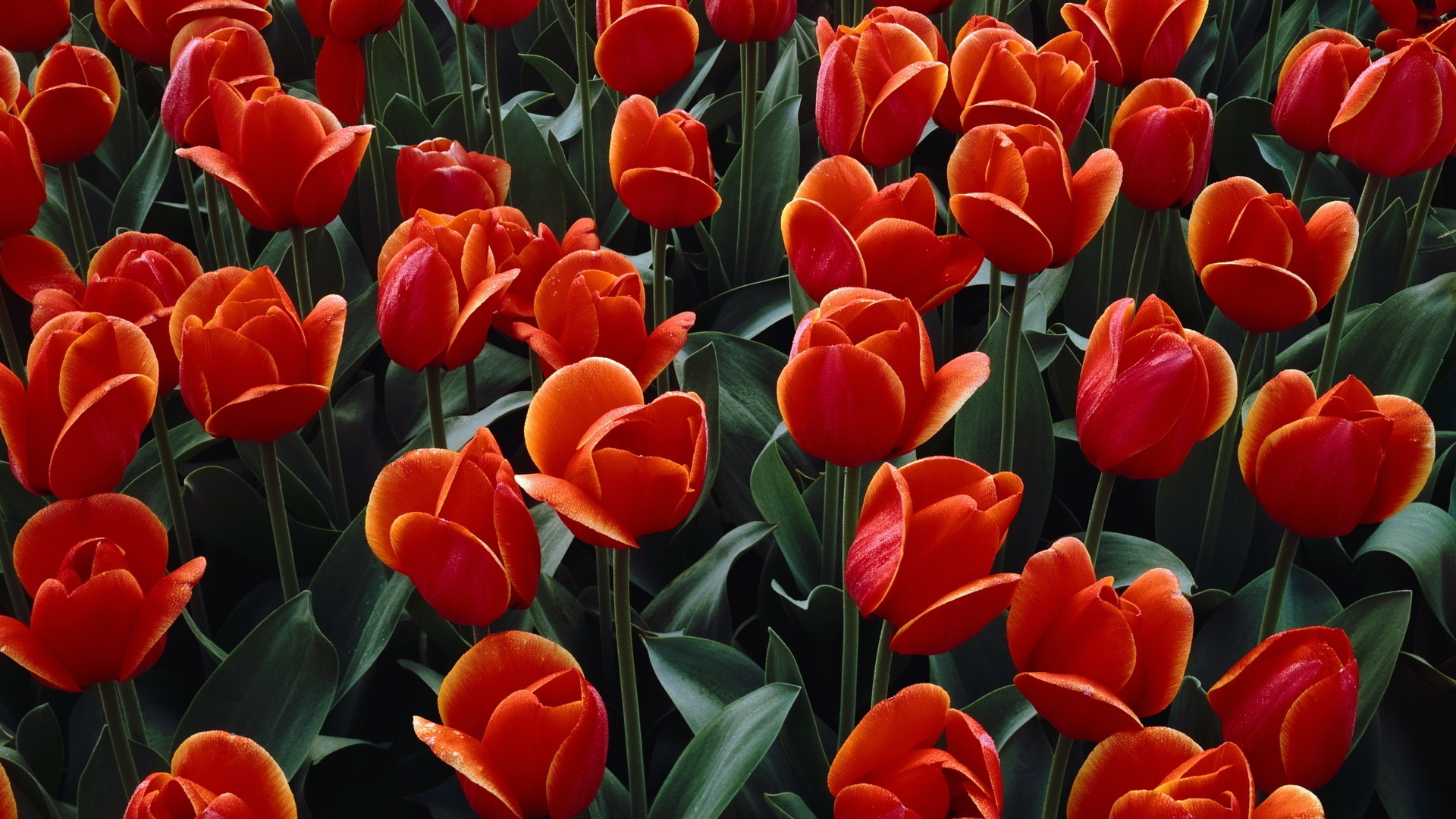 36942 baixar imagens flores, plantas, tulipas - papéis de parede e protetores de tela gratuitamente
