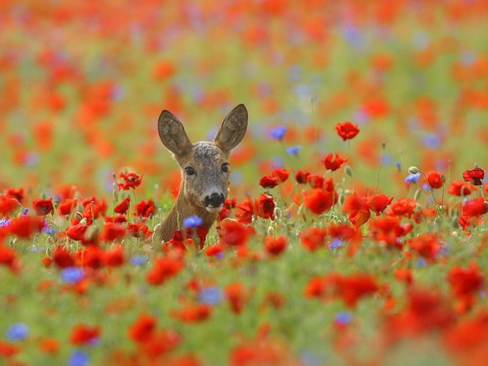 Handy-Wallpaper Tiere, Hirsch kostenlos herunterladen.