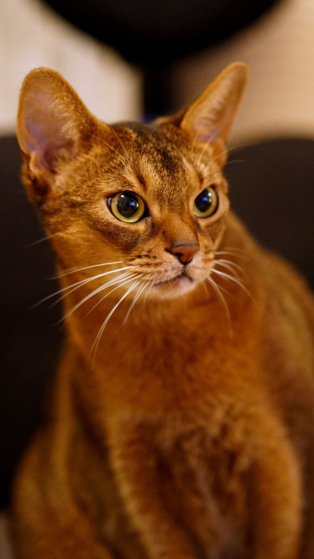 Baixar papel de parede para celular de Animais, Gatos, Gato gratuito.