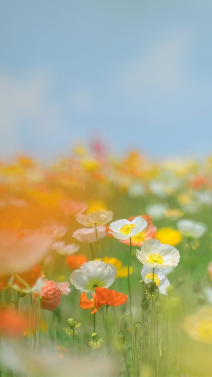 Téléchargez des papiers peints mobile Fleurs, Fleur, Artistique gratuitement.