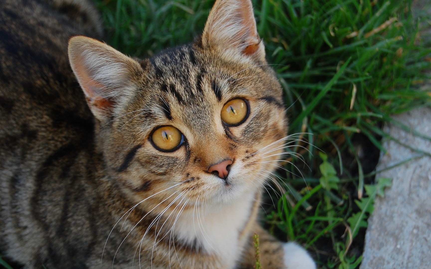 Laden Sie das Tiere, Katzen, Katze-Bild kostenlos auf Ihren PC-Desktop herunter