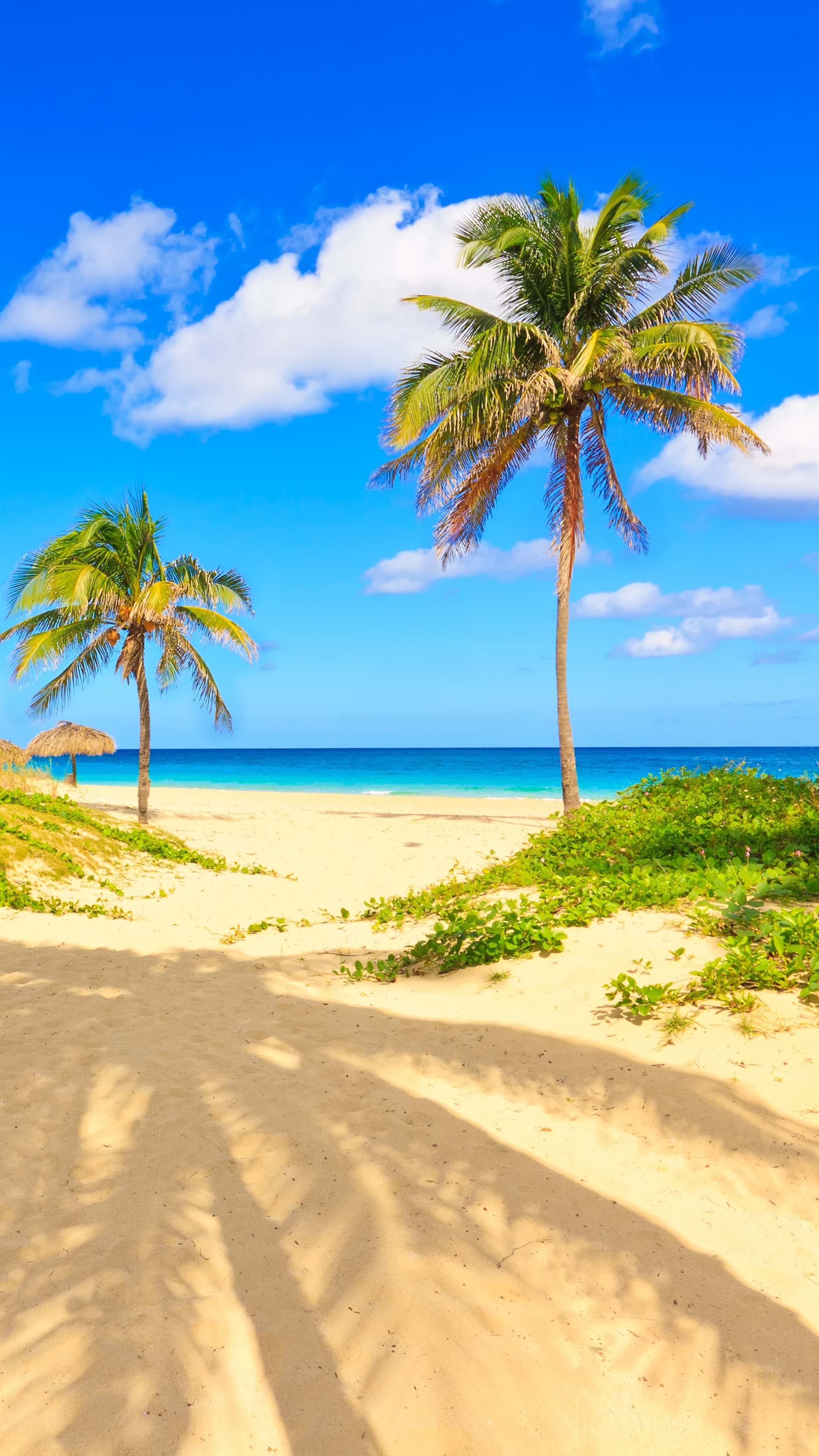 Download mobile wallpaper Beach, Horizon, Tropical, Photography, Palm Tree for free.