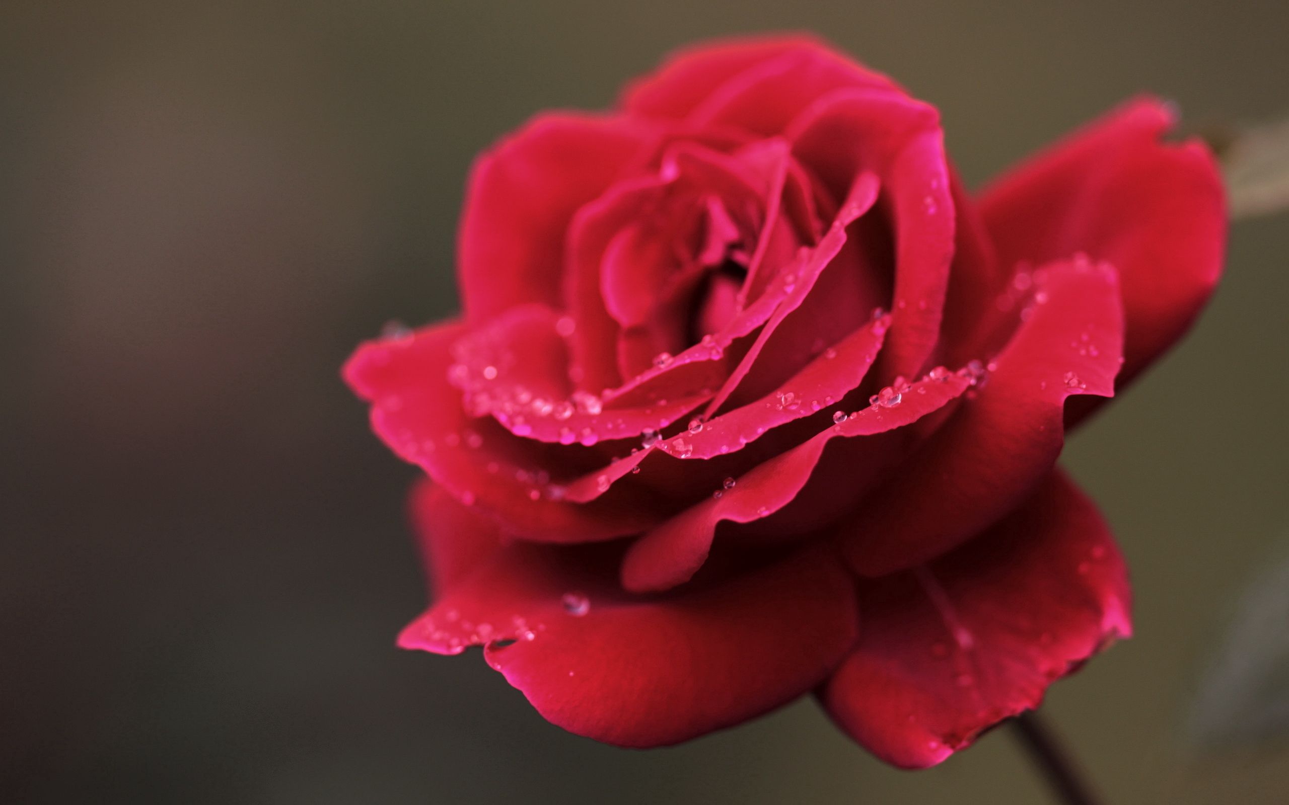 Téléchargez des papiers peints mobile Macro, Drops, Pétales, Fleur, Une Rose, Rose gratuitement.