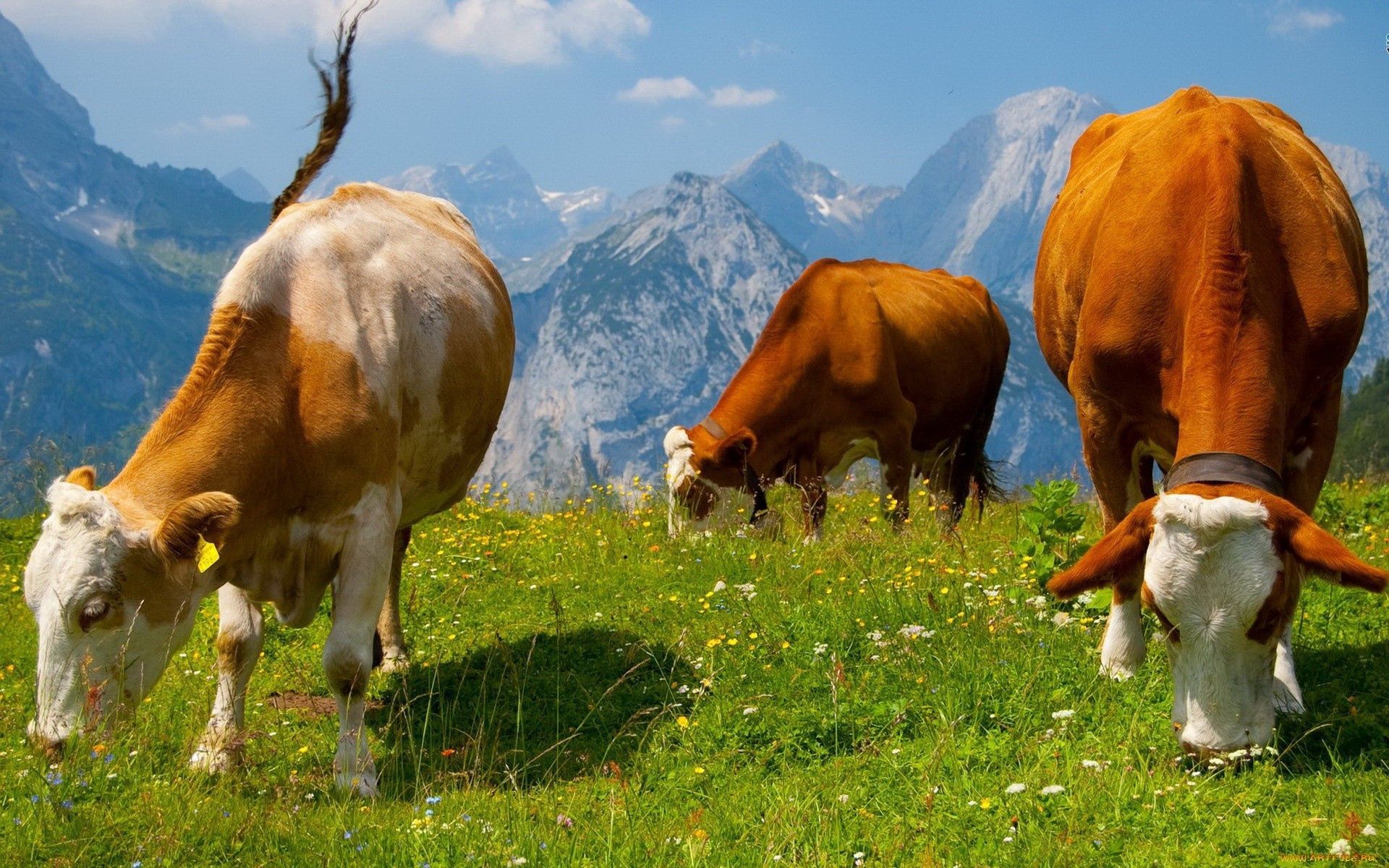 132583 завантажити картинку тварини, їжа, трава, корови, пасти, пастися - шпалери і заставки безкоштовно