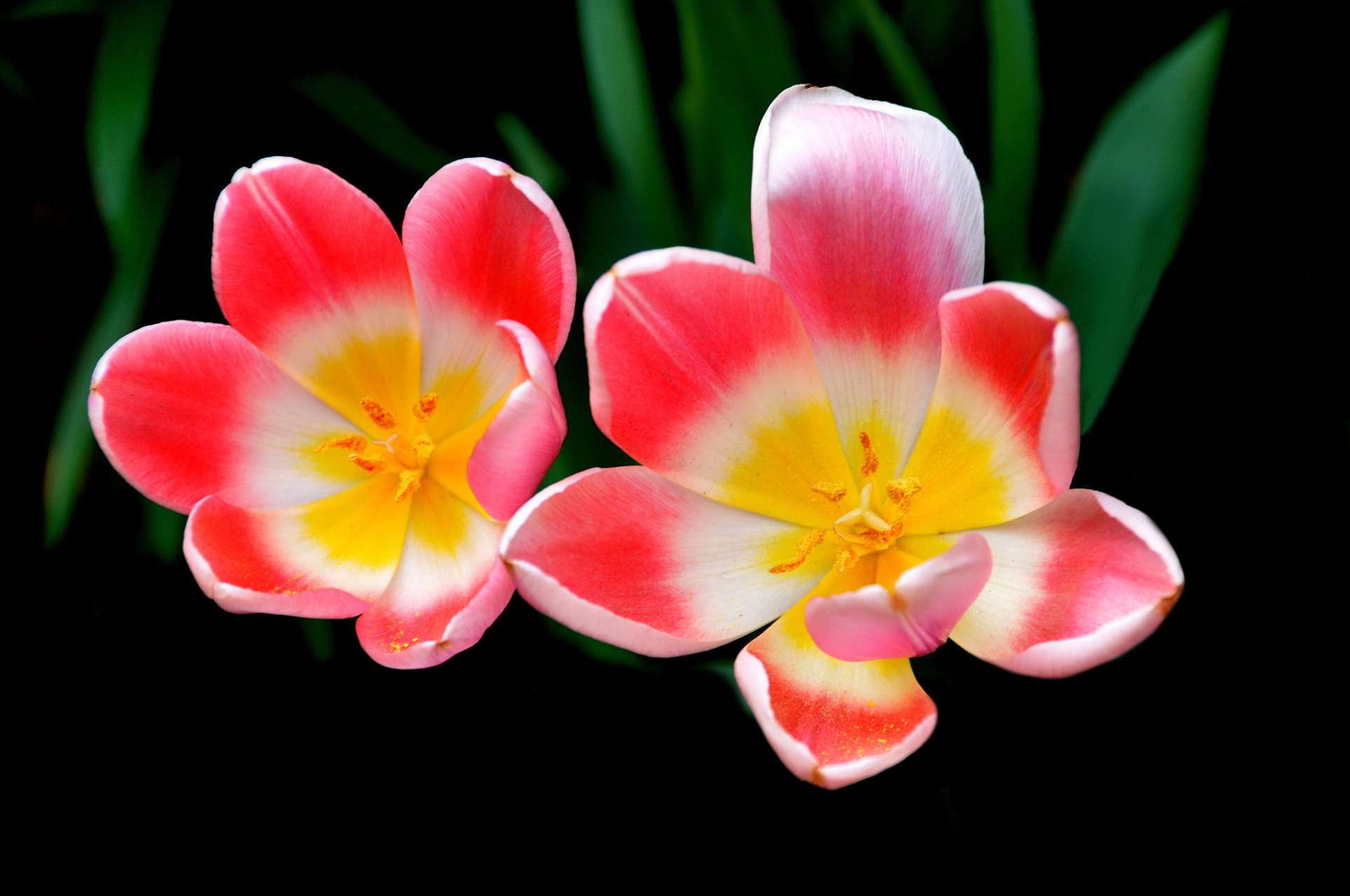 Téléchargez gratuitement l'image Fleurs, Fleur, Tulipe, Terre/nature sur le bureau de votre PC