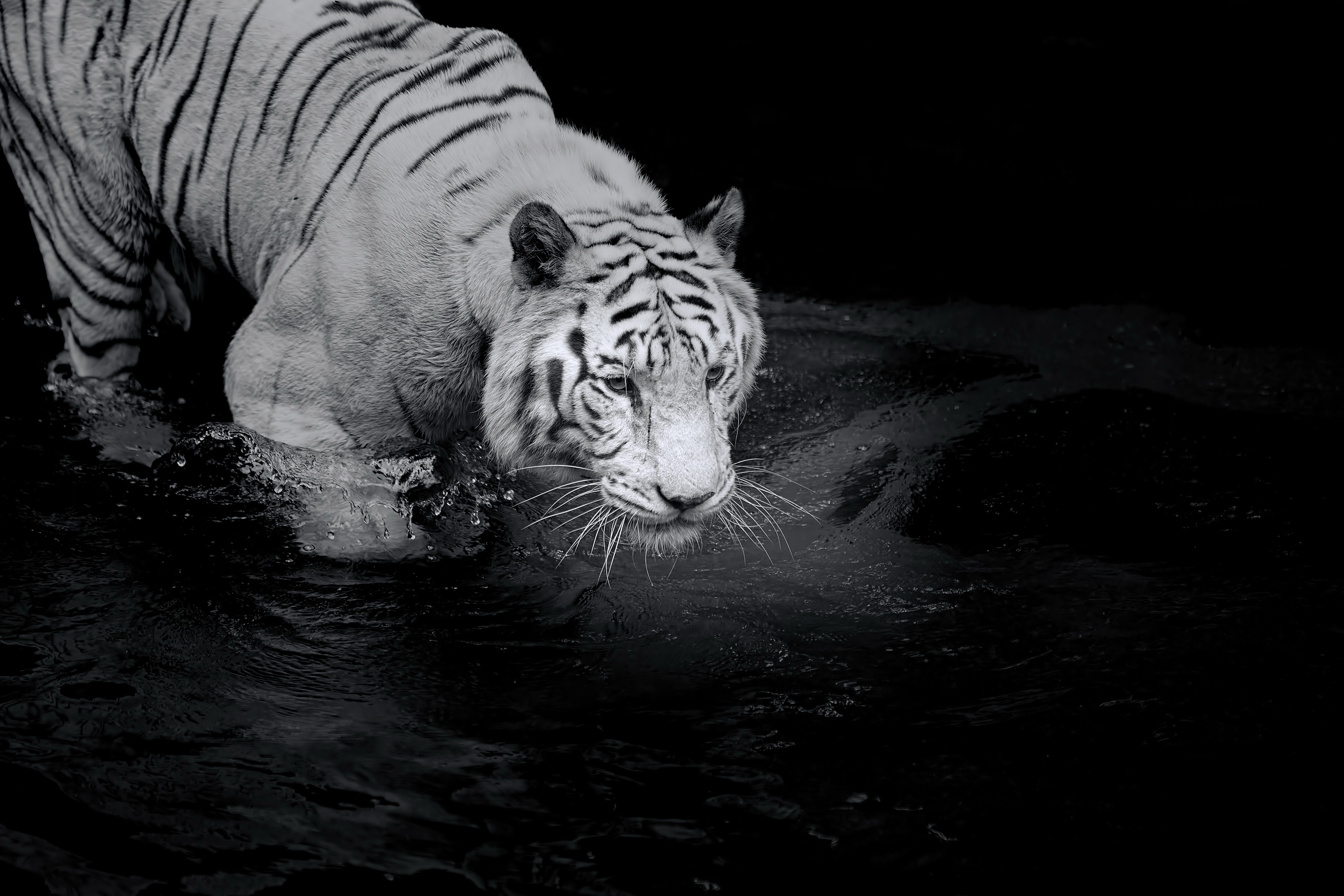 Descarga gratis la imagen Animales, Gatos, Tigre Blanco en el escritorio de tu PC