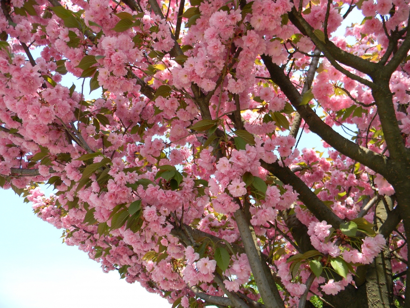 Скачать обои бесплатно Деревья, Цветы, Сакура, Растения картинка на рабочий стол ПК