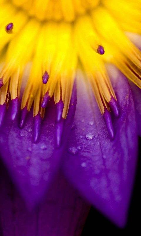 Descarga gratuita de fondo de pantalla para móvil de Naturaleza, Flores, Flor, Macro, Tierra/naturaleza, Macrofotografía.