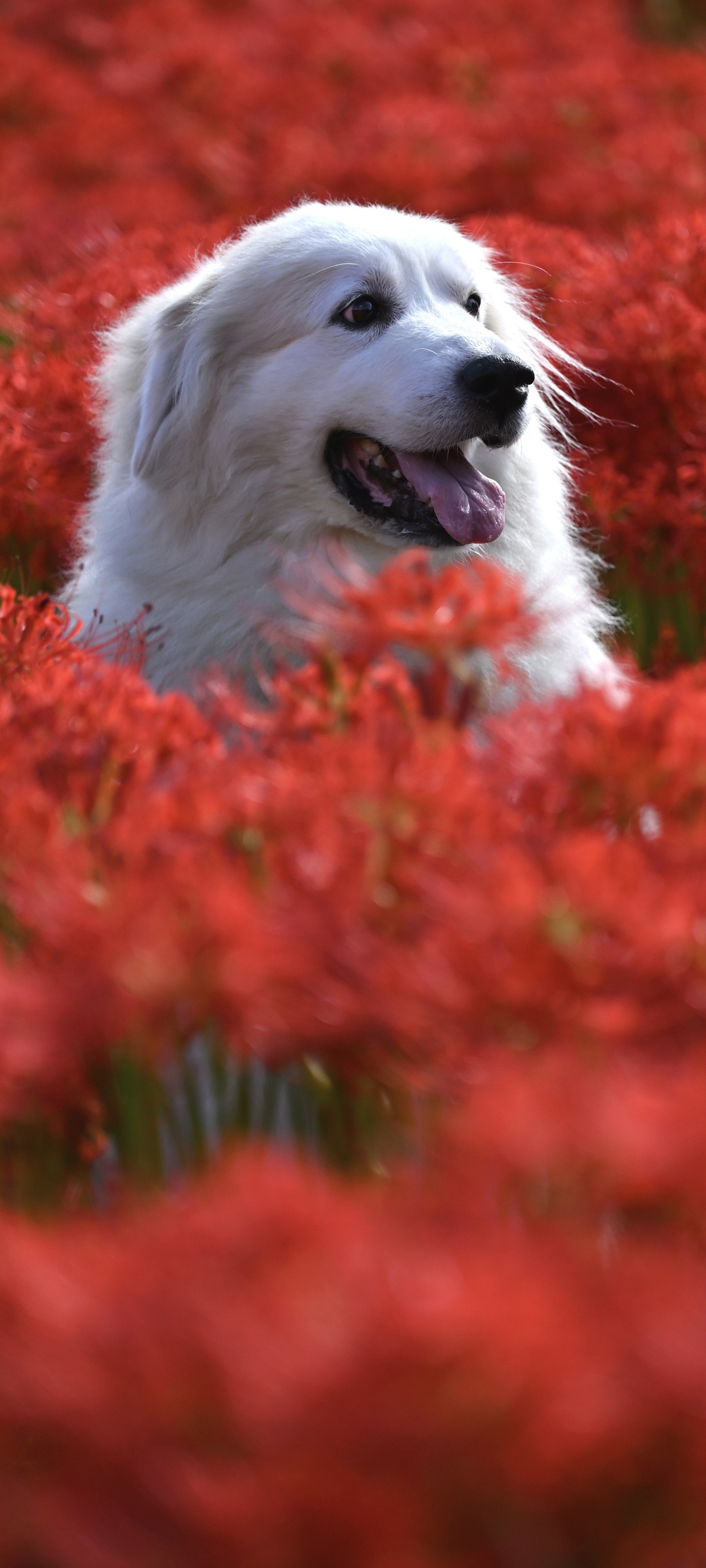 Baixe gratuitamente a imagem Animais, Cães, Cão, Flor Vermelha na área de trabalho do seu PC