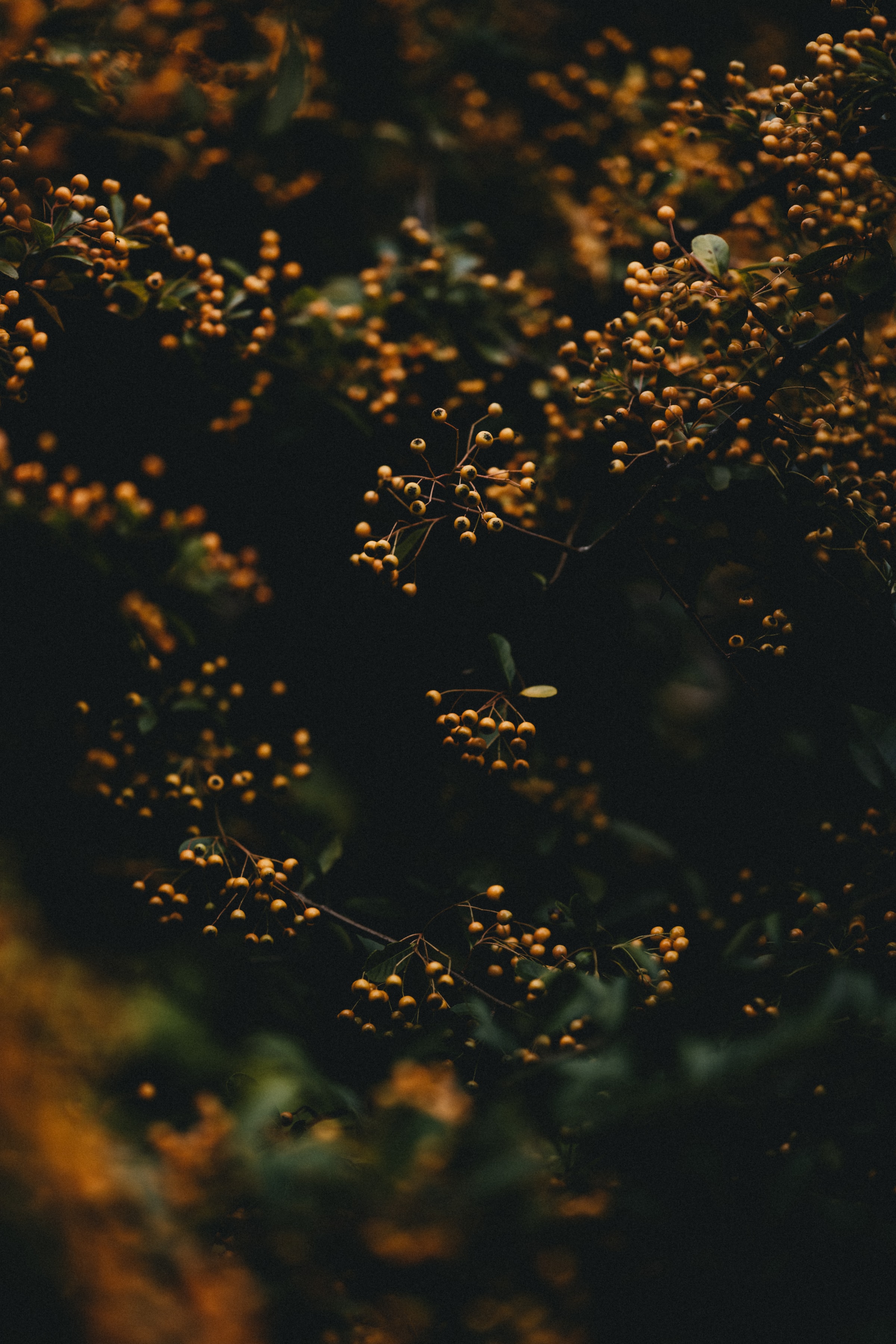 Download mobile wallpaper Branches, Macro, Berries, Plant for free.