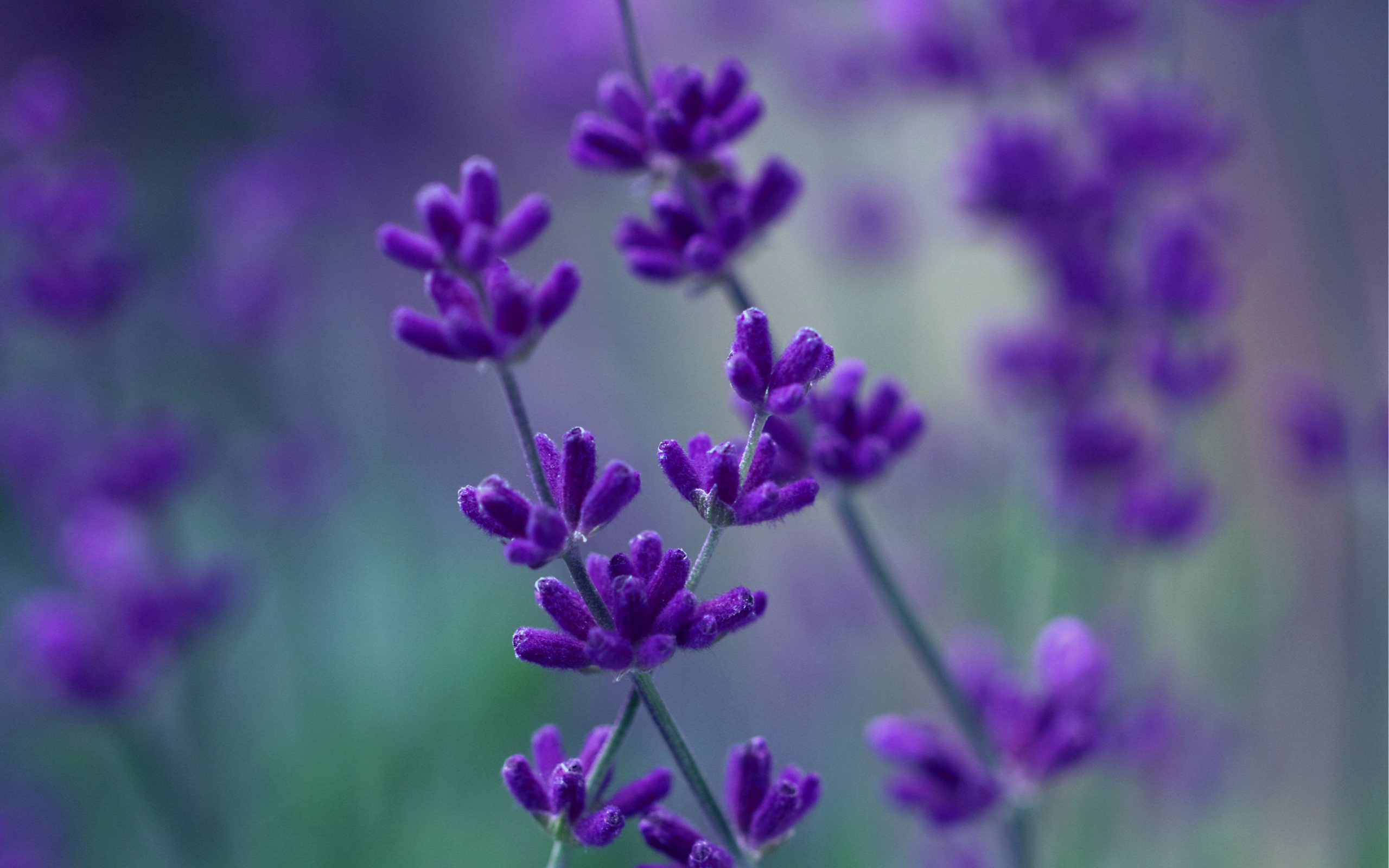 Descarga gratis la imagen Flores, Flor, Tierra/naturaleza en el escritorio de tu PC