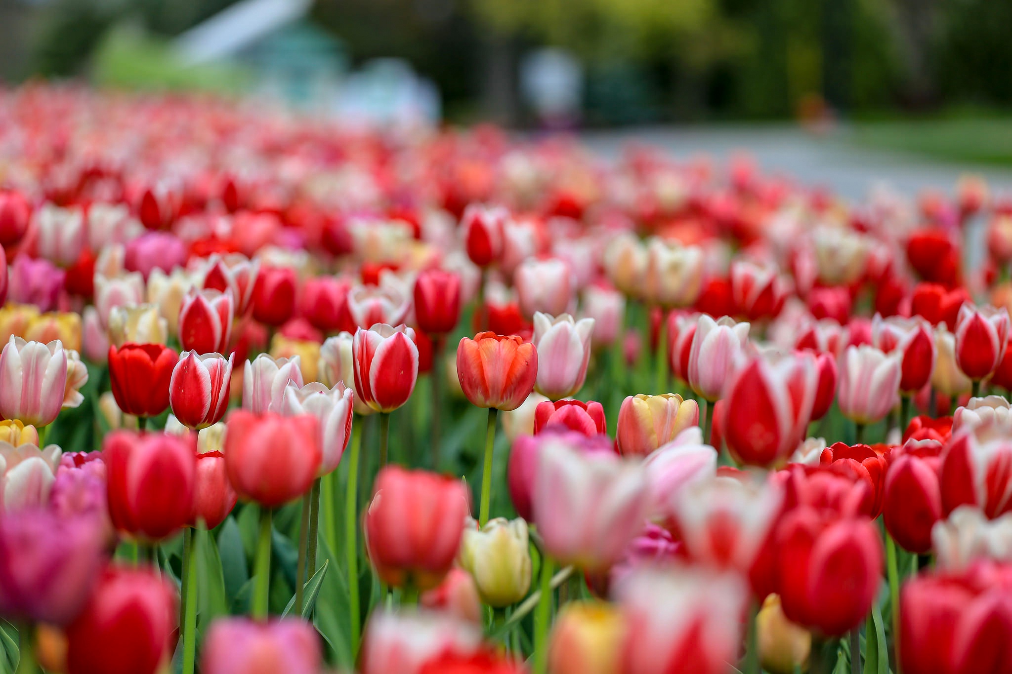 Free download wallpaper Nature, Flowers, Summer, Flower, Earth, Tulip, Red Flower, Depth Of Field on your PC desktop