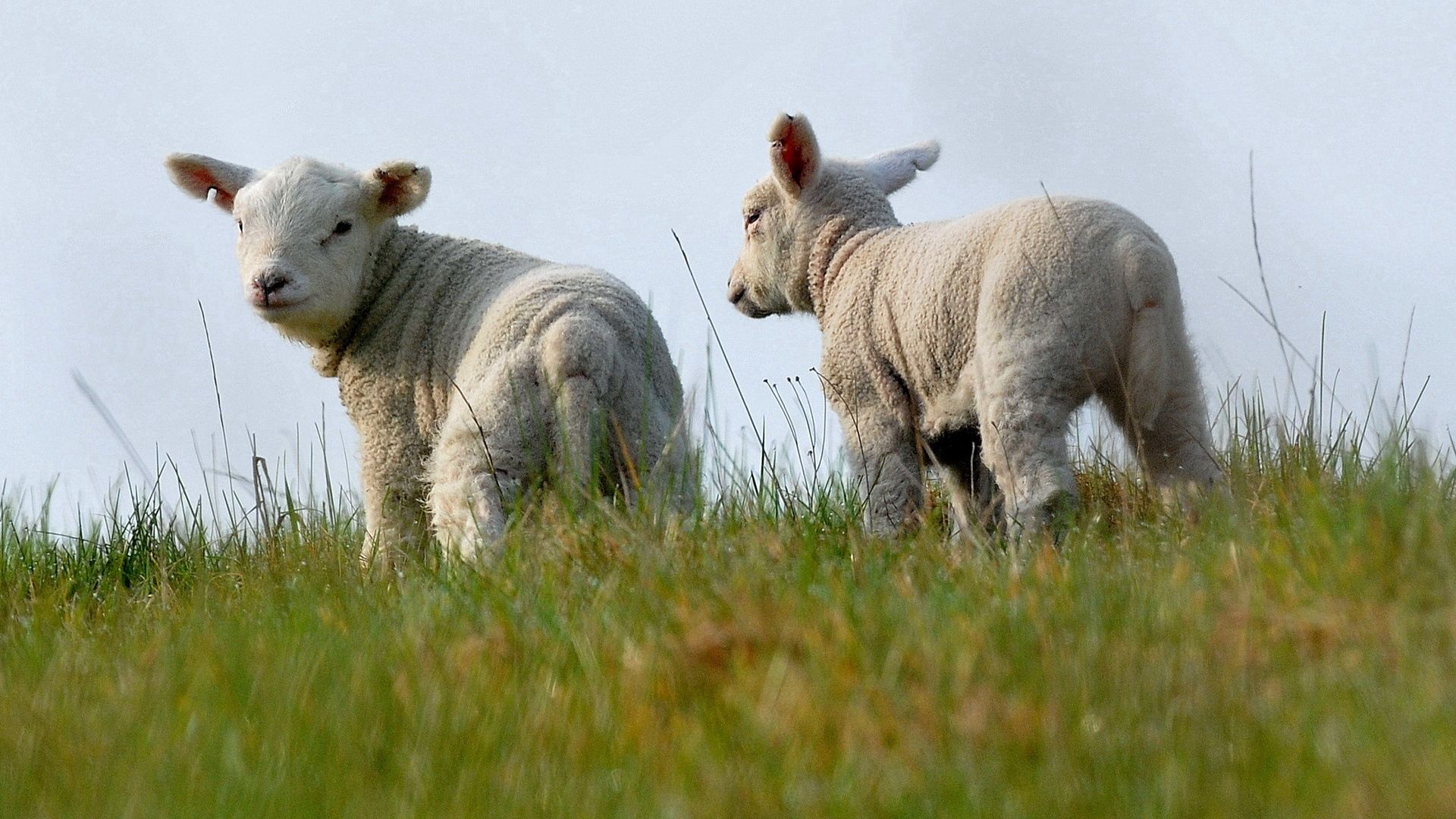 147081 завантажити шпалери тварини, трава, вівця, разом, овечки, удвох - заставки і картинки безкоштовно
