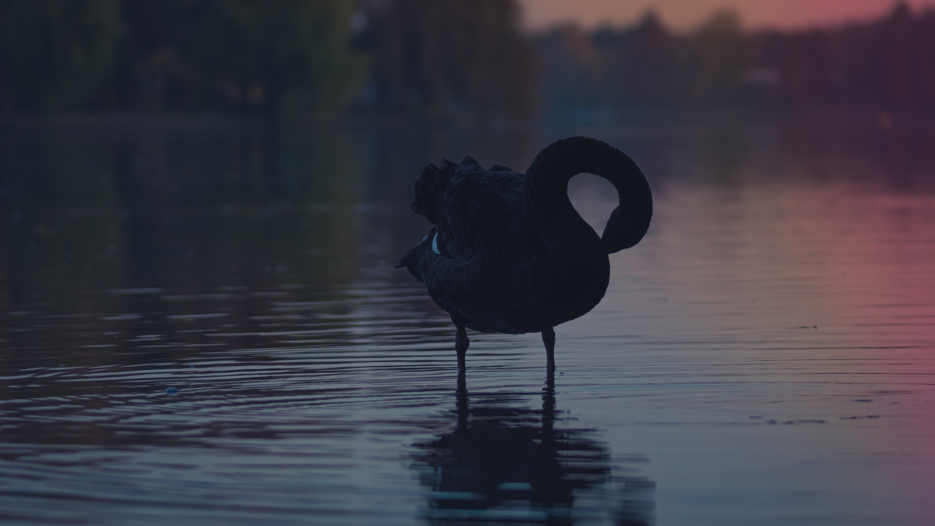 Download mobile wallpaper Birds, Water, Sunset, Reflection, Animal, Swan, Black Swan for free.