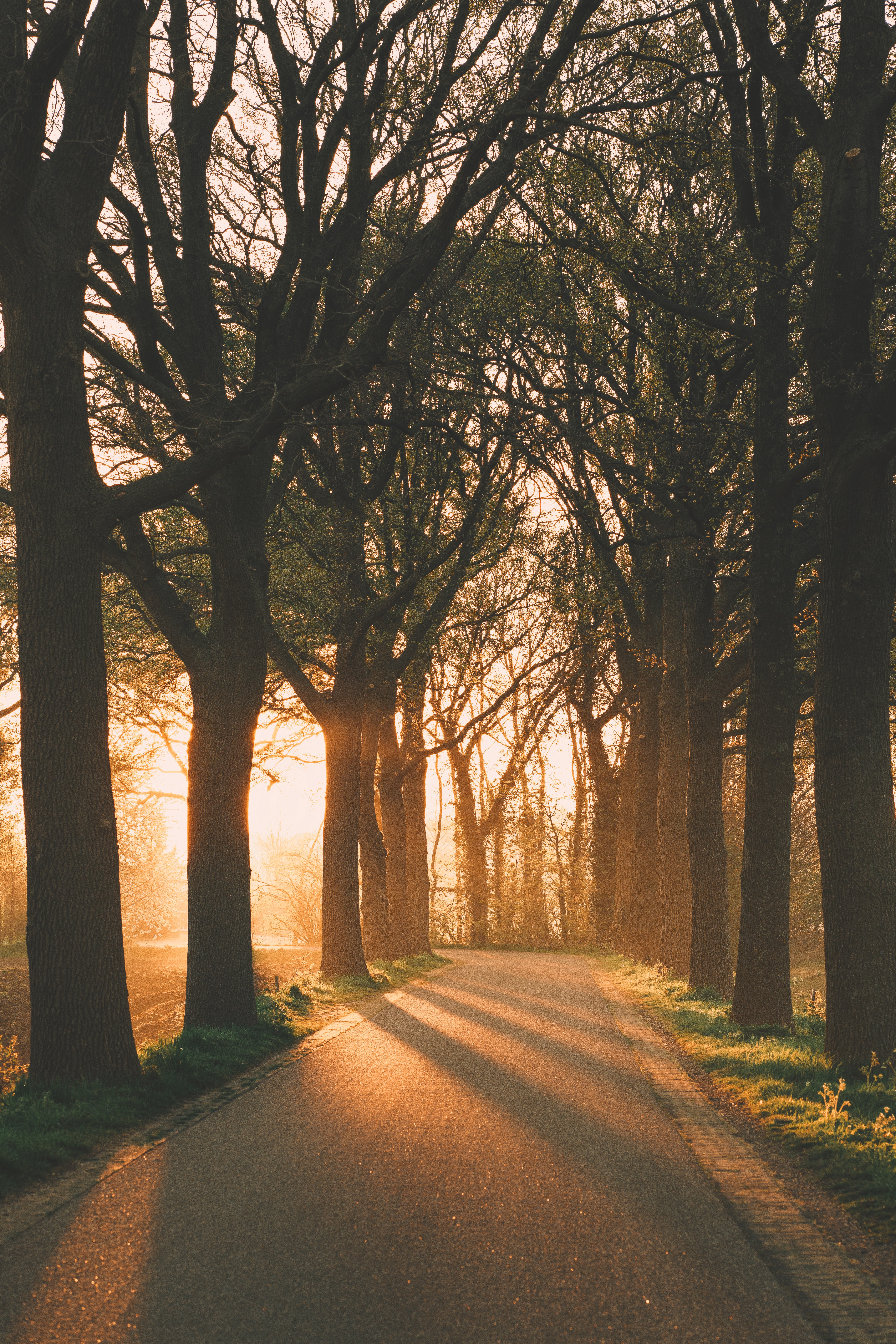 nature, trees, beams, rays, alley HD for desktop 1080p