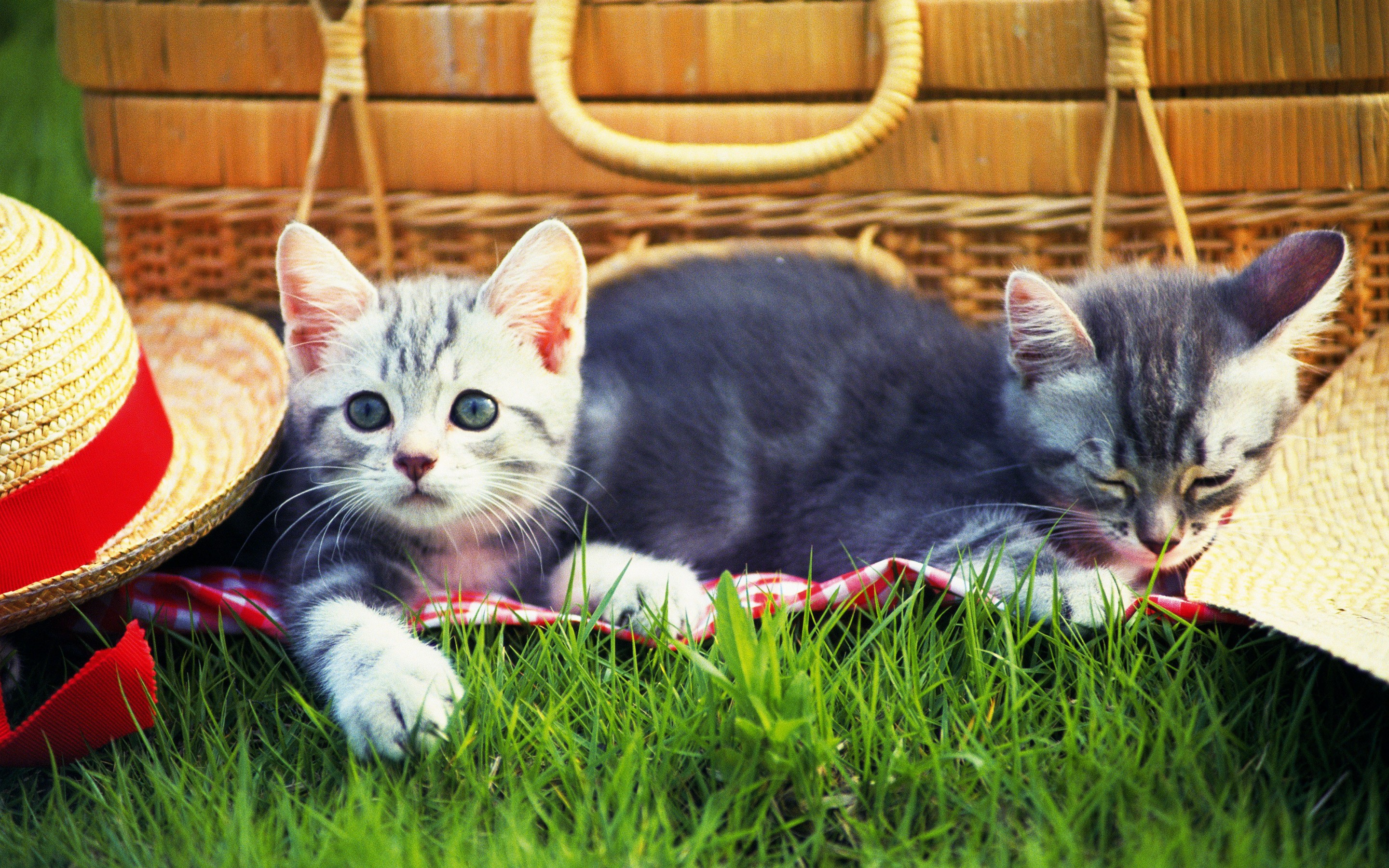 Baixe gratuitamente a imagem Gato, Gatos, Animais na área de trabalho do seu PC